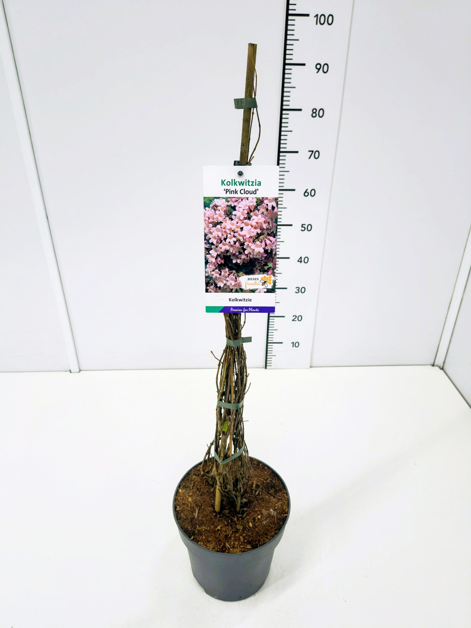 Kolkwitzia amabilis 'Pink Cloud' 60-80C5, D 23
