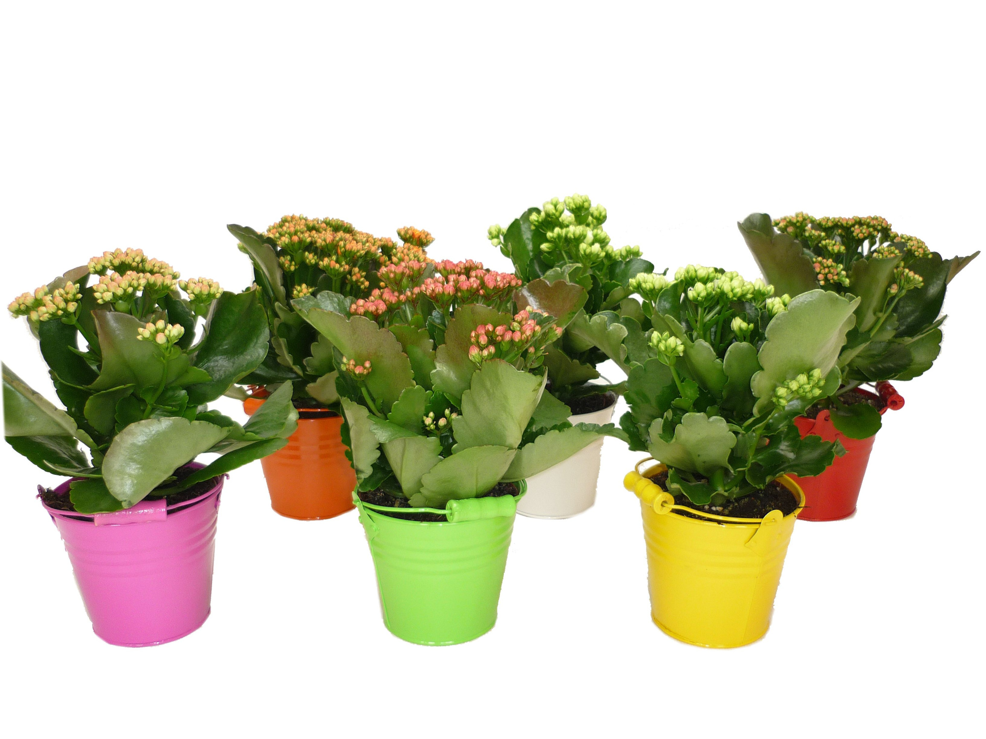 Calandiva 12 cm in Zink, D 13