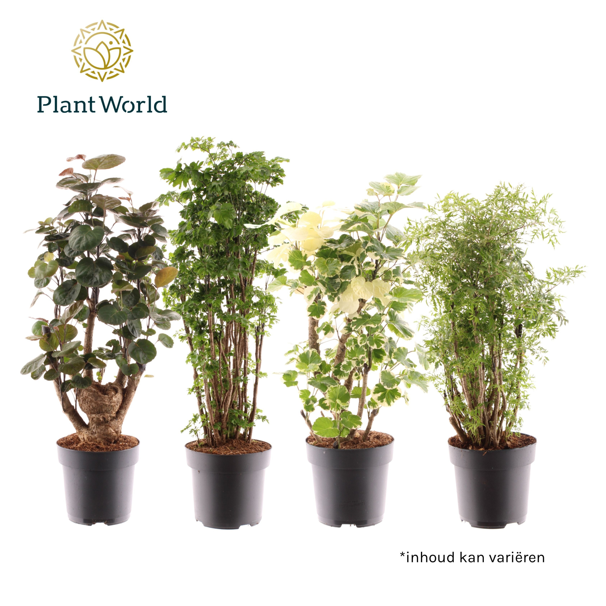 Polyscias vertakt gemengd, D 24 cm