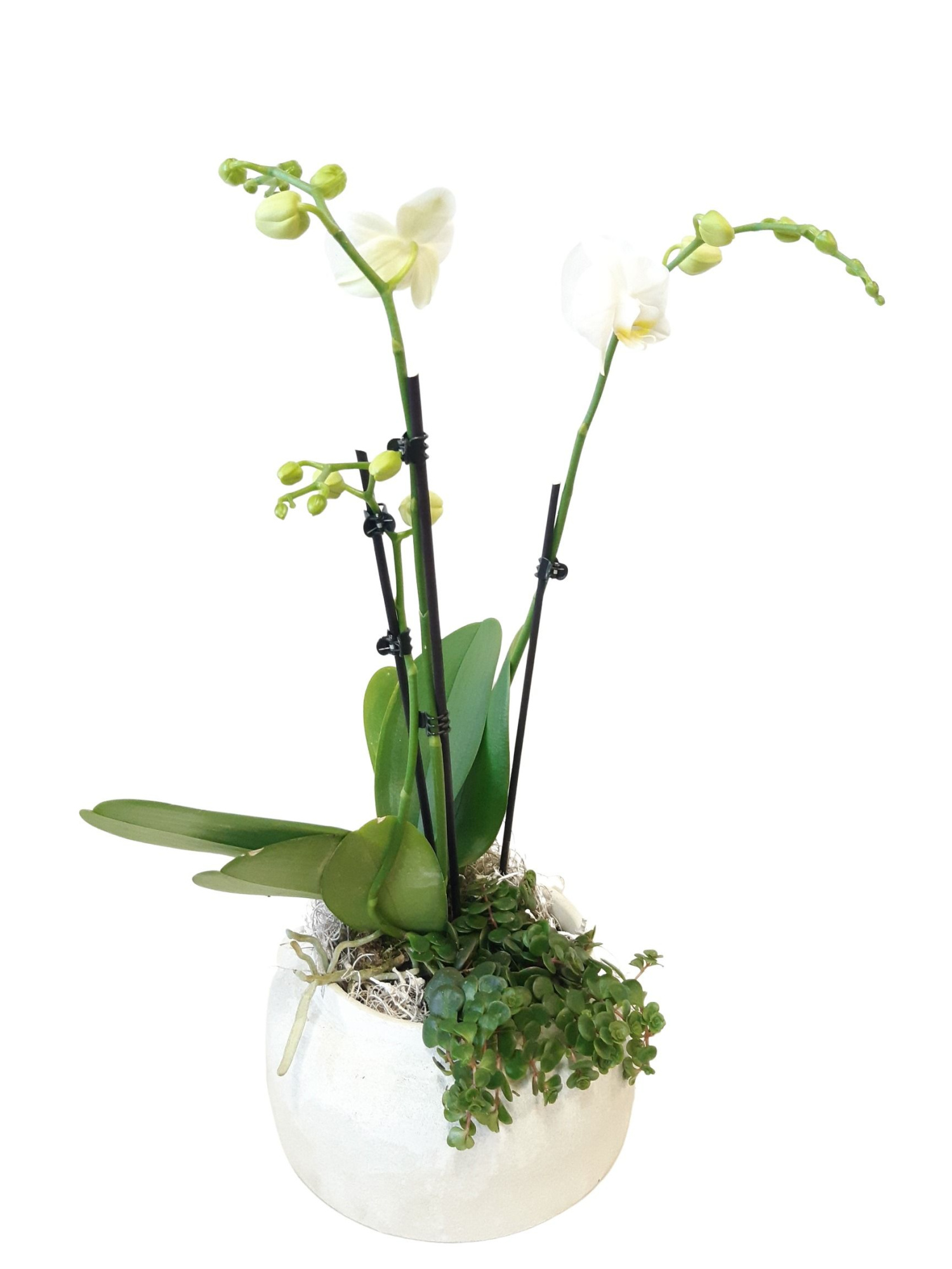 RWB24PHCM Rude Bowl White Phal + Sedum Tornado Curly Moss Deco, D 24