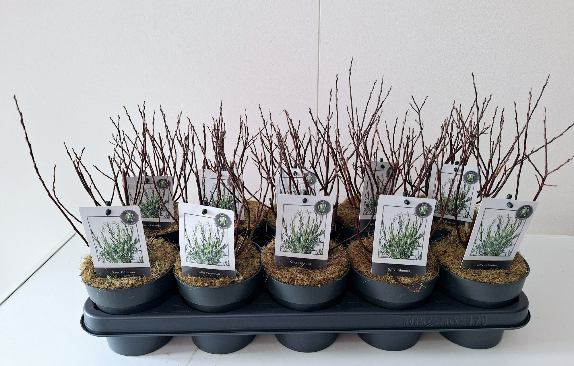 Salix Palmova bush p12, D 12