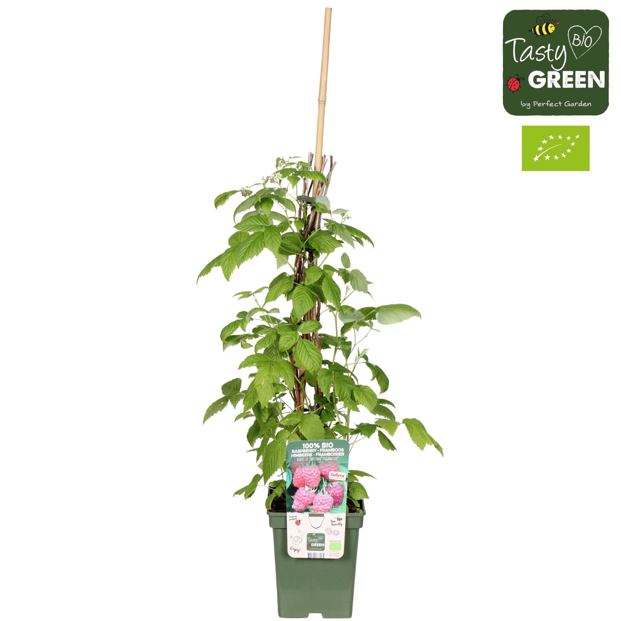Rubus idaeus Twotimer® 'Sugana Red'® Bio P23, D 23 cm