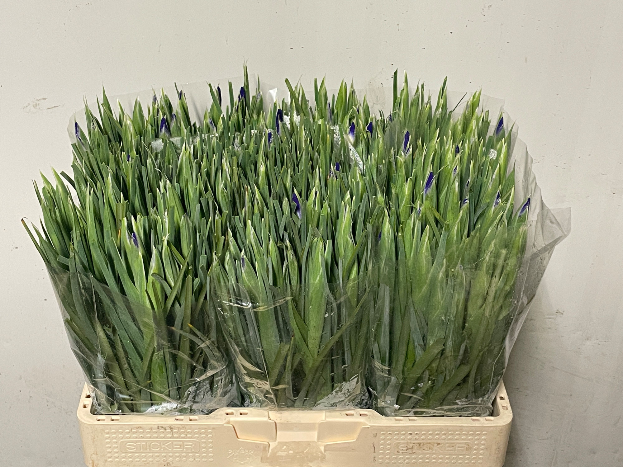 Ирис Блю Мэджик (син.), шт.