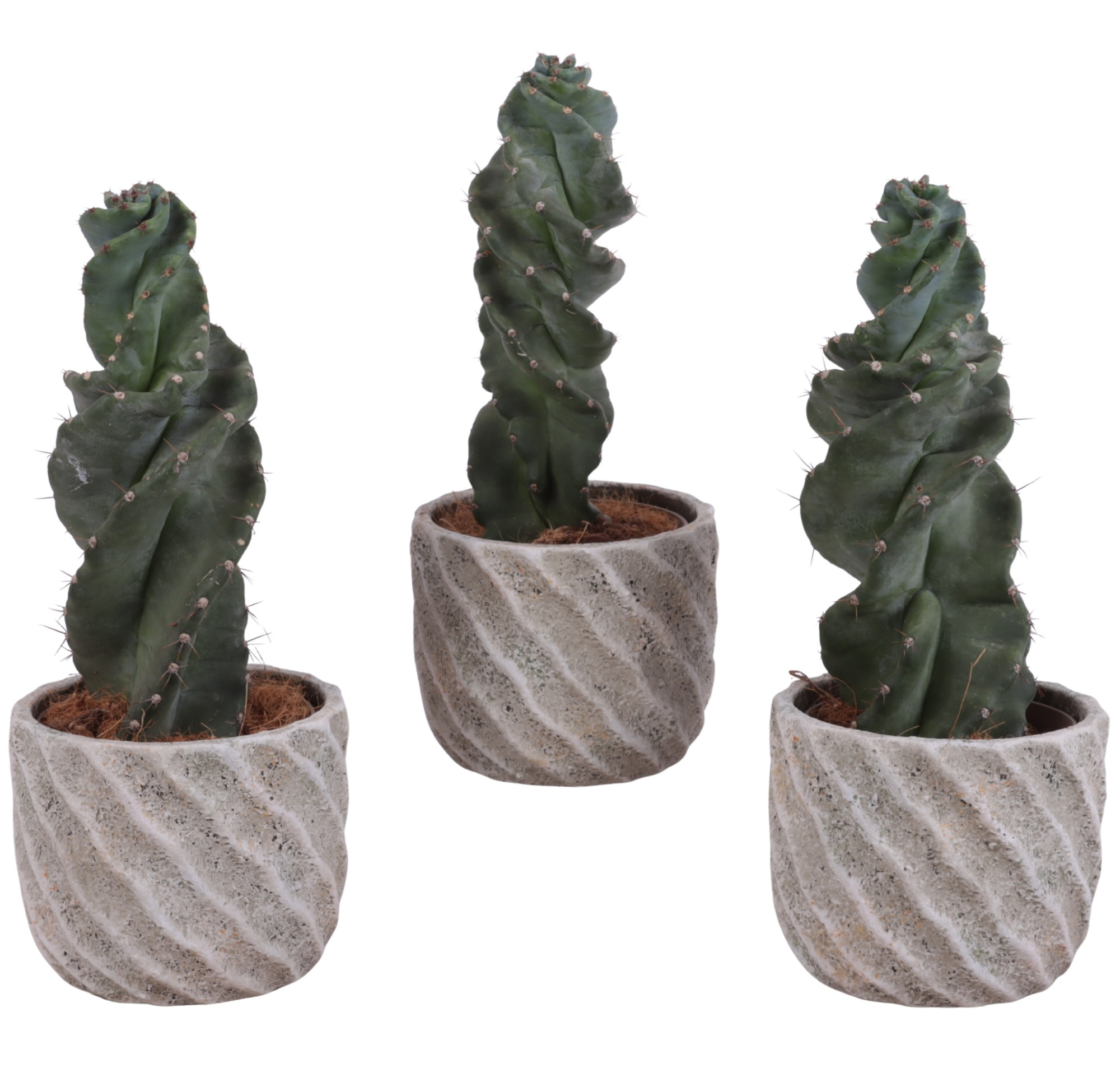 Cactus Cereus Spiralis Ø12cm in Ø15cm Ceramic NT668, D 15