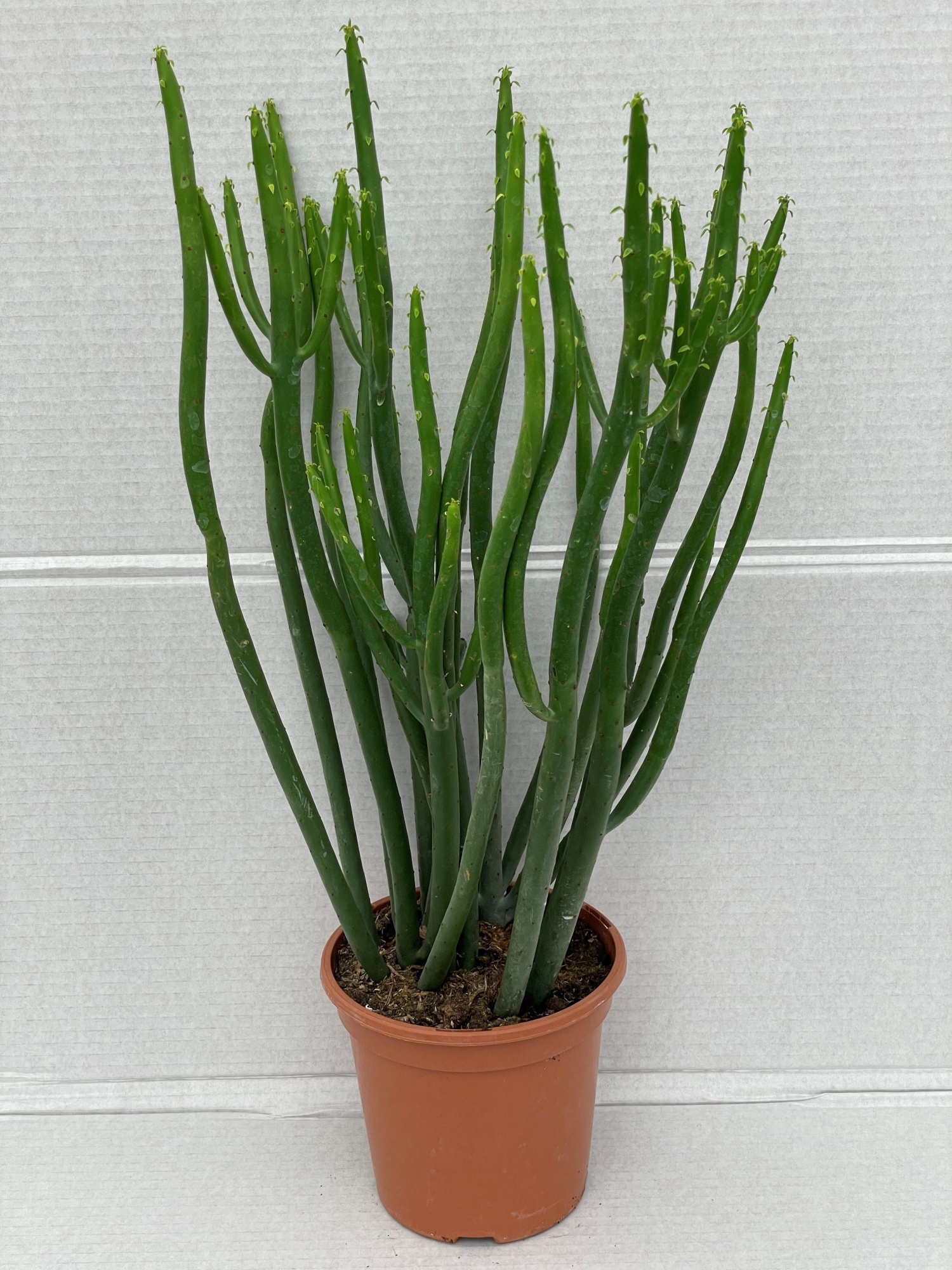 244 Cedrorum 17 cm, D 17 cm