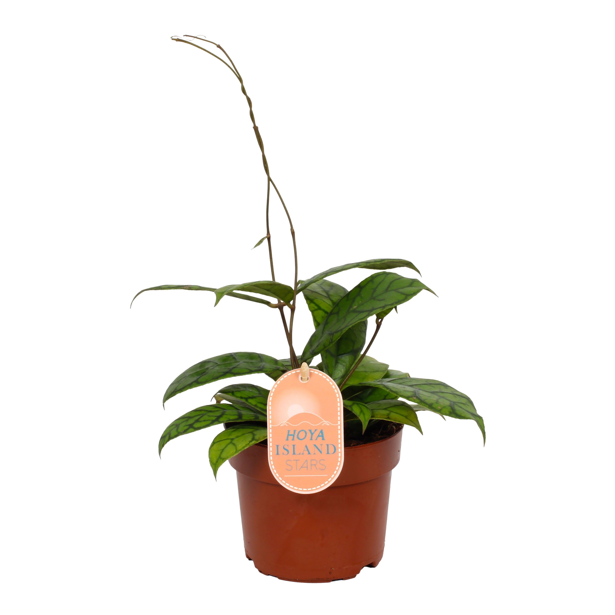 Hoya Callistophylla Kal16 - Star of Samoa, D 12 cm