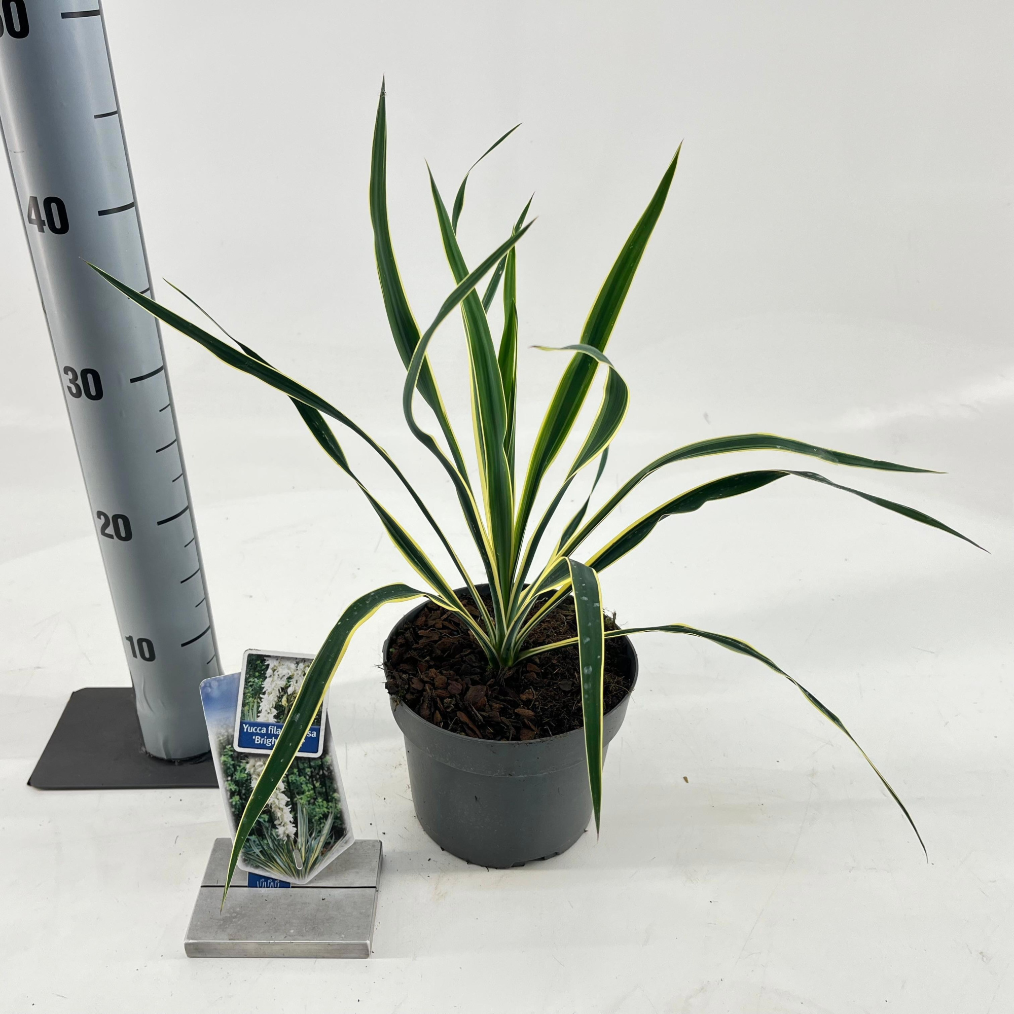 Yucca filamentosa 'Bright Edge', D 17 cm