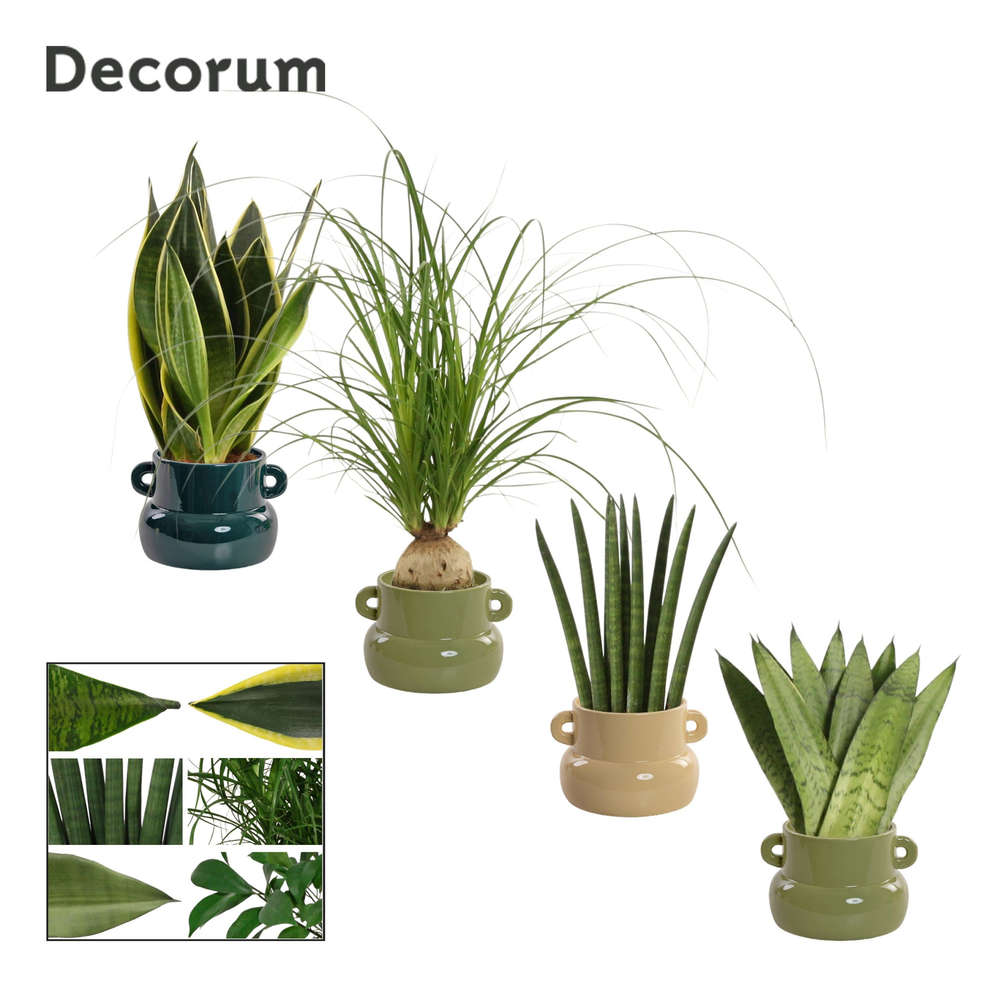 Groenmix 9 cm in Lucy (Top blend-collection), D 9 cm