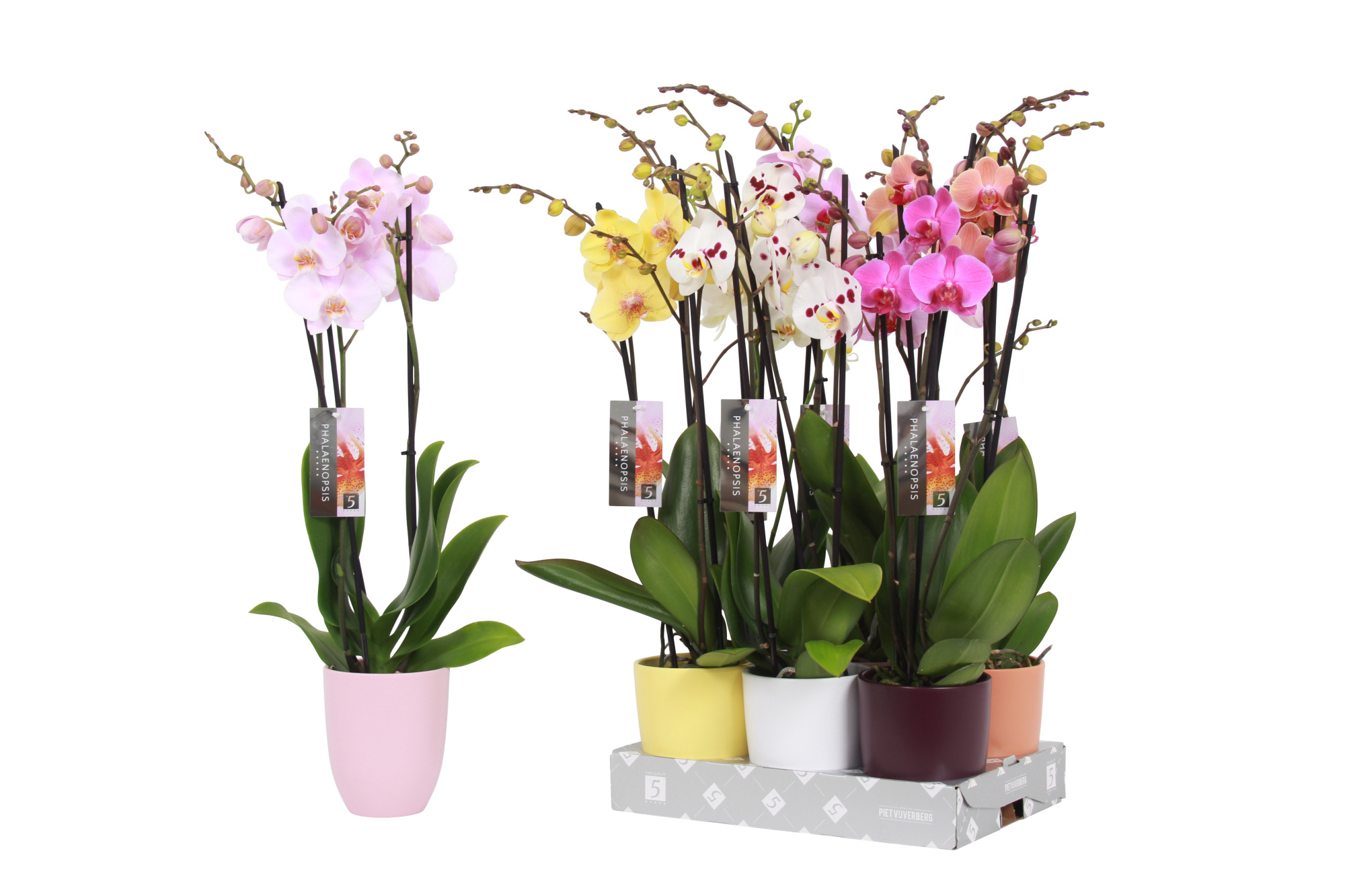 Phalaenopsis mix, 3-spike Ton sur ton Ceramics, D 12 cm
