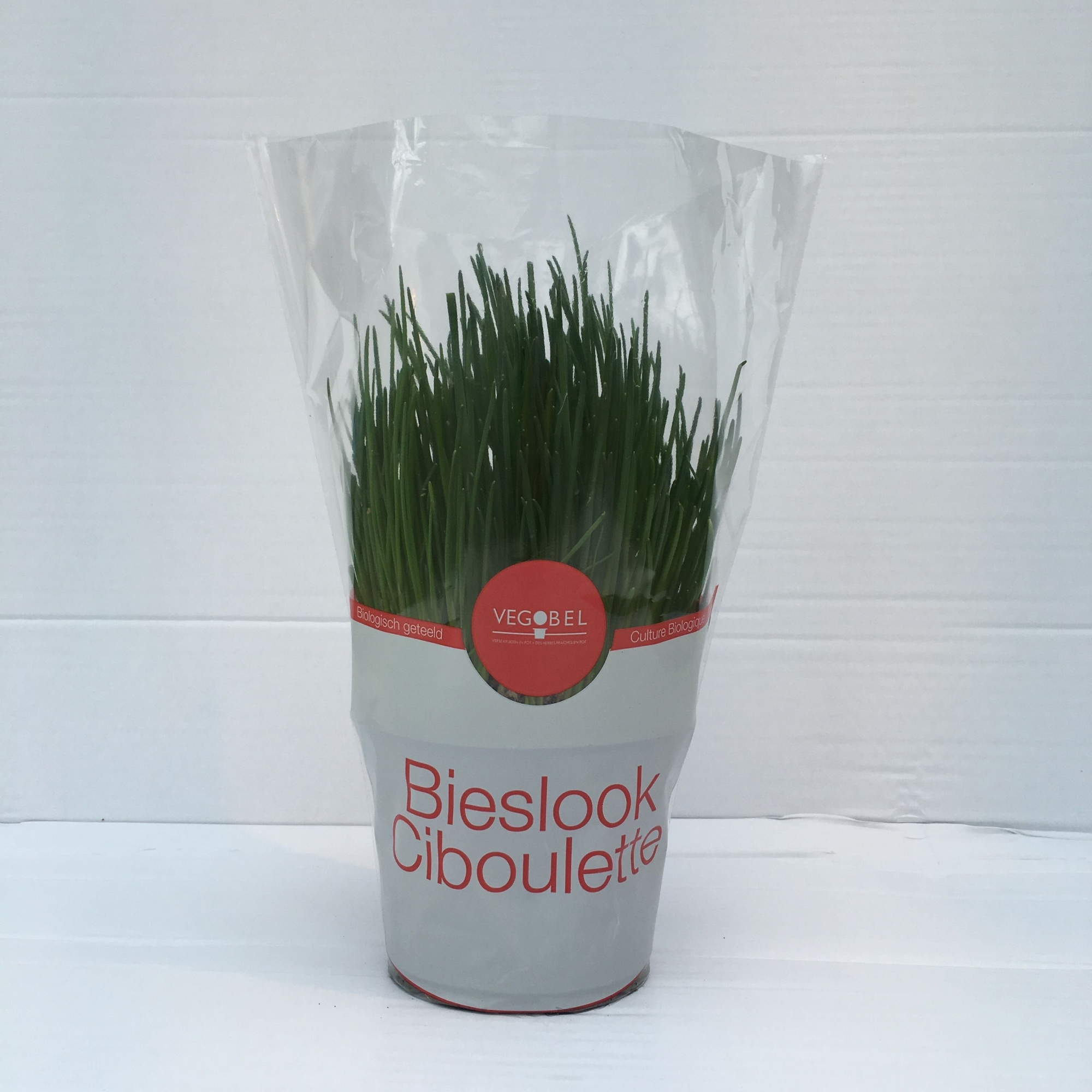 Bieslook P12, D 12 cm