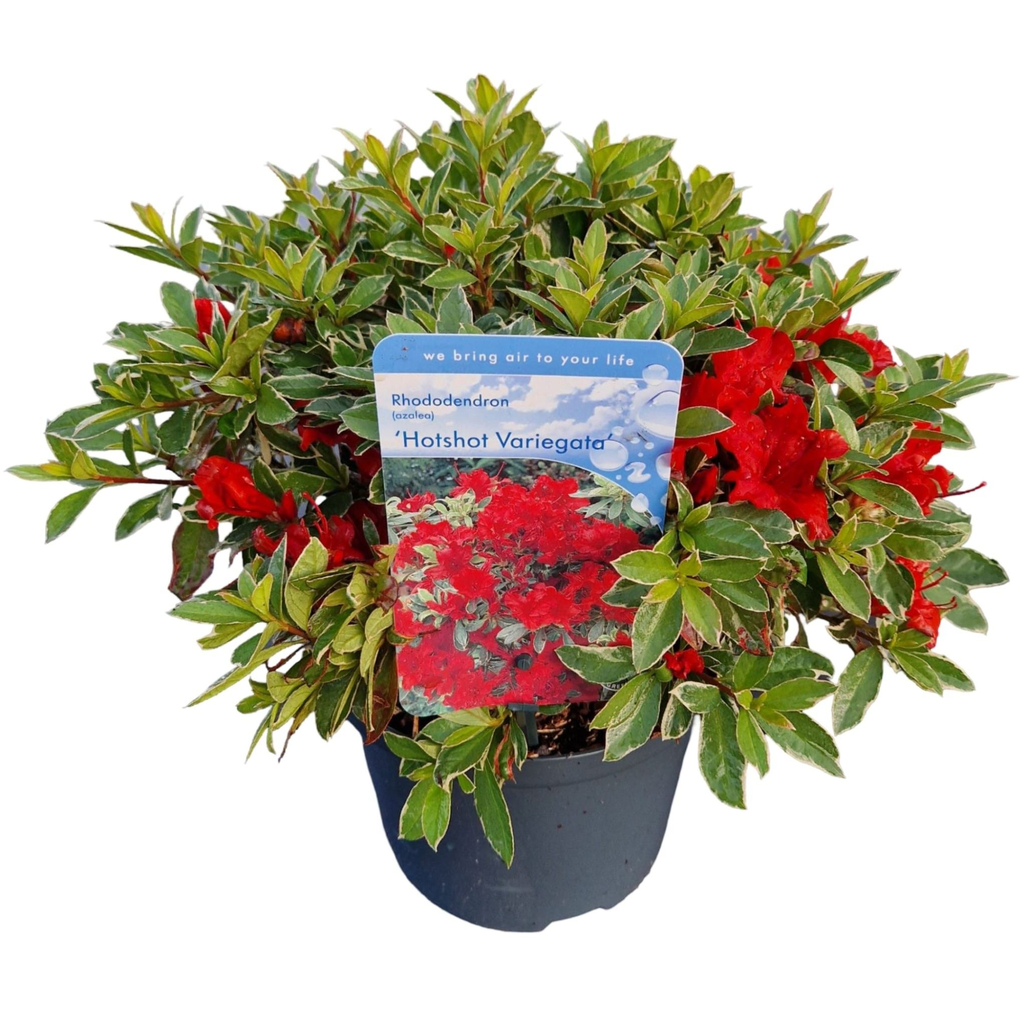 Rhododendron (AJ) 'Hotshot Variegata', D 18