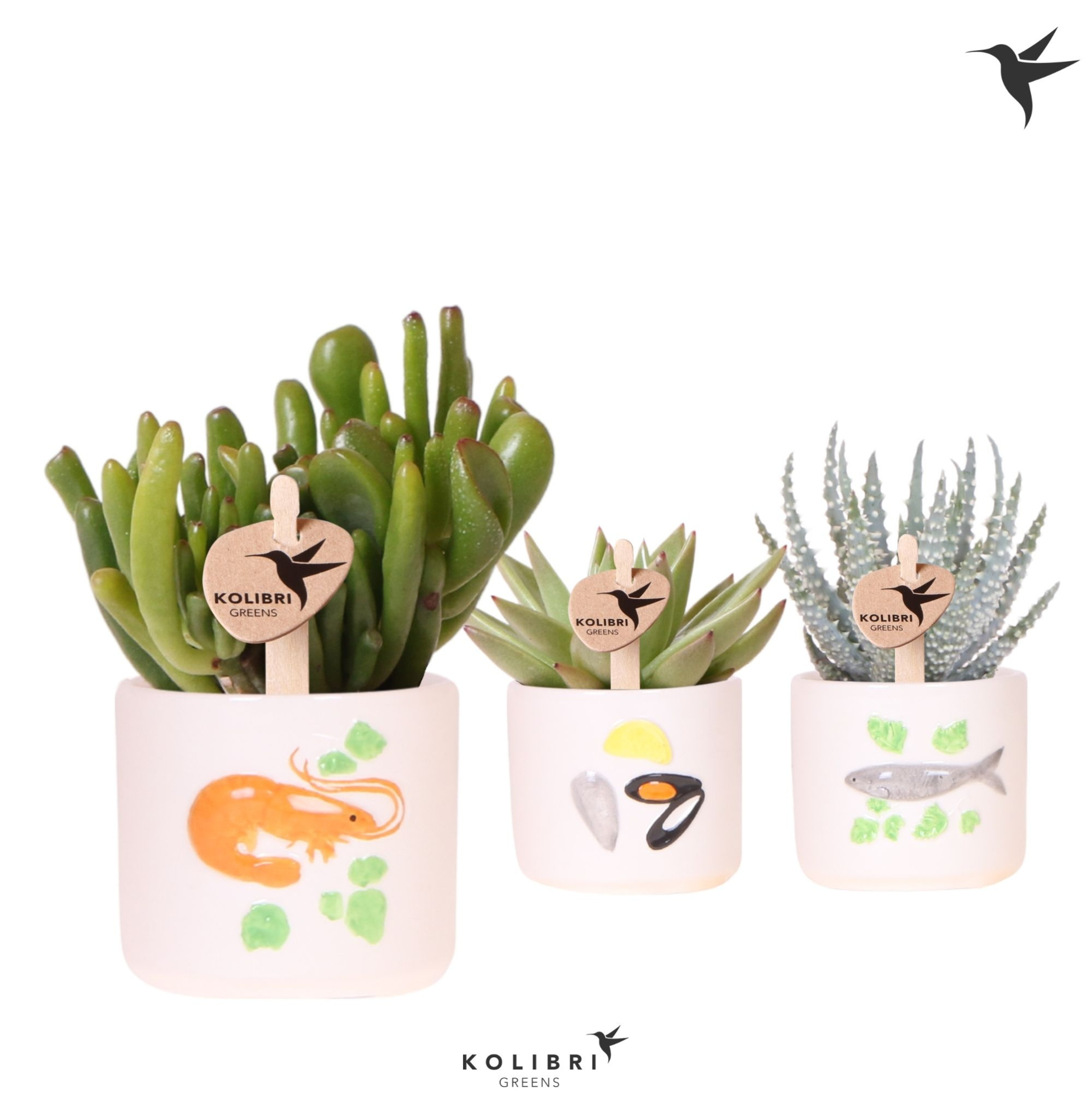 Kolibri Greens Succulenten mix in Fruits De Mer pot mix, D 6 cm