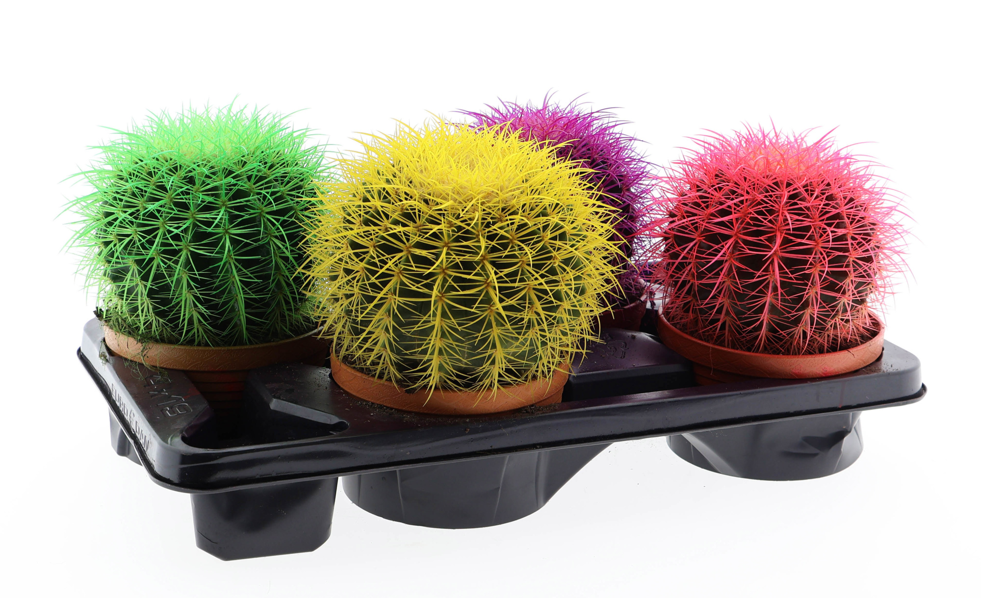 Grusonii Rainbow mix, D 17 cm