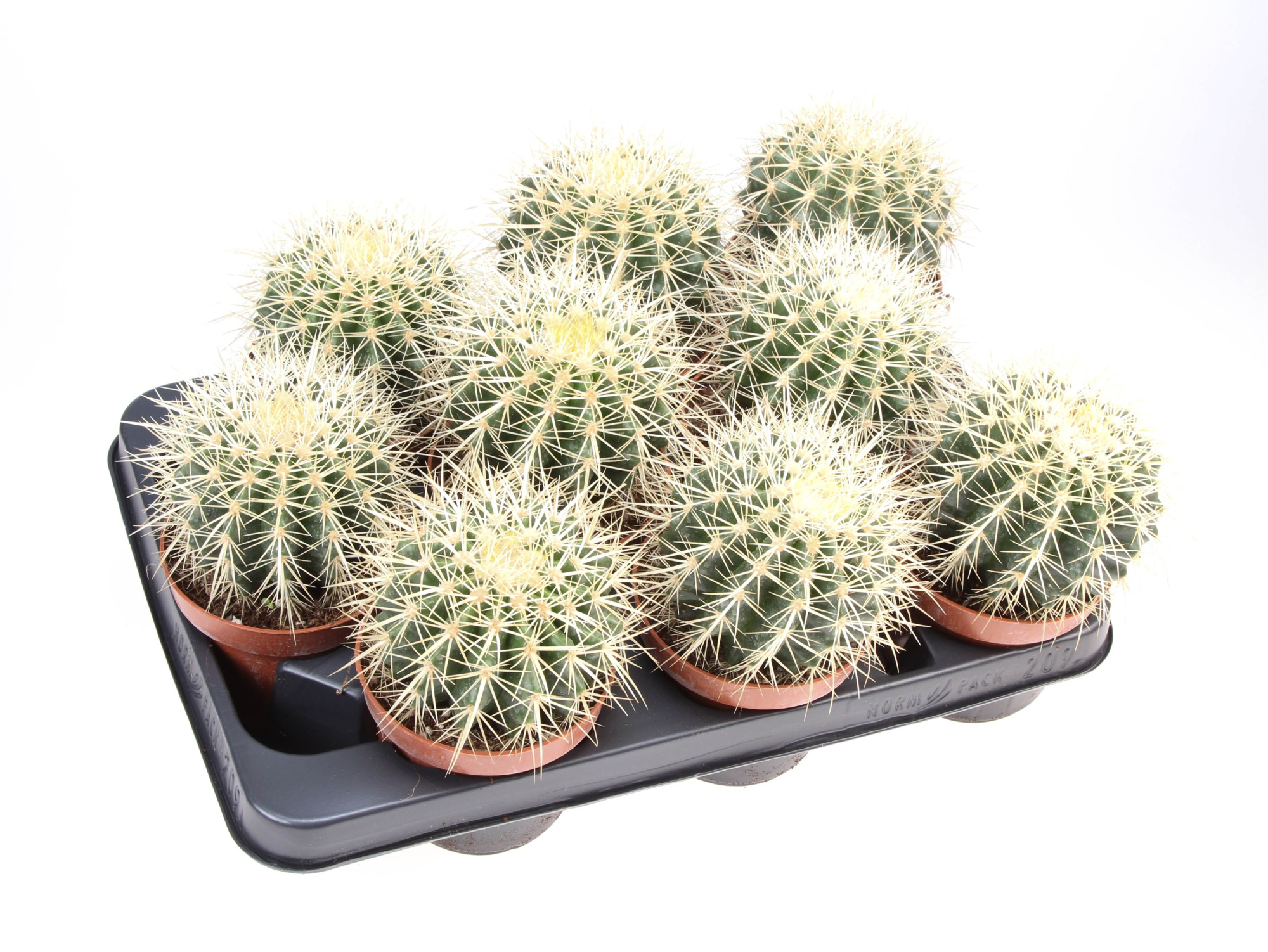 Echinocactus grusonii, D 10,5 cm
