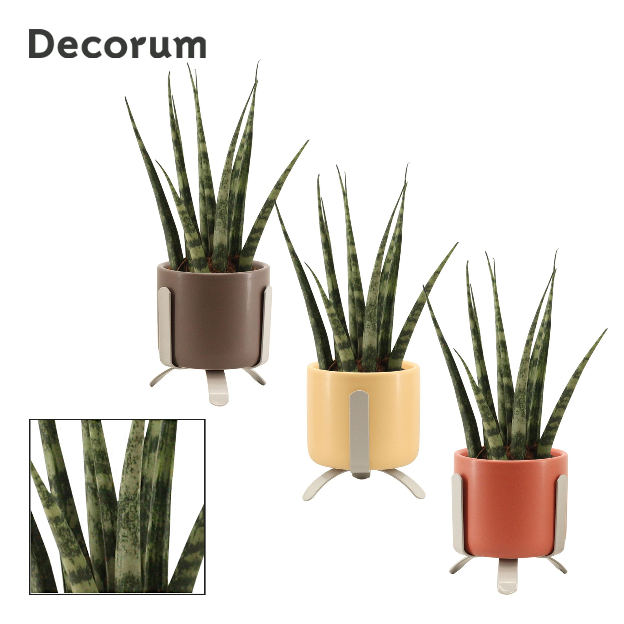 Sansevieria Fernwood 6 cm in Luca (Nature Love-collection), D 6