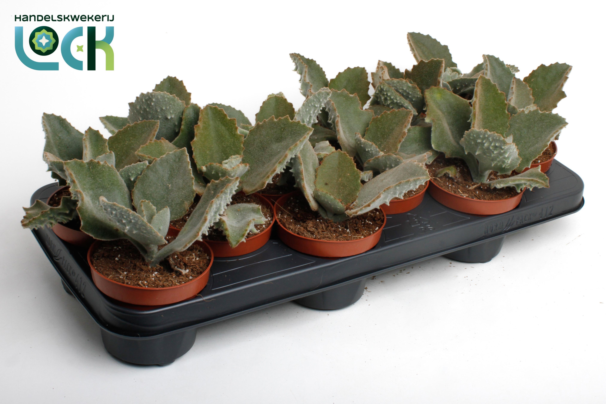 Kalanchoe Beharensis, D 10,5