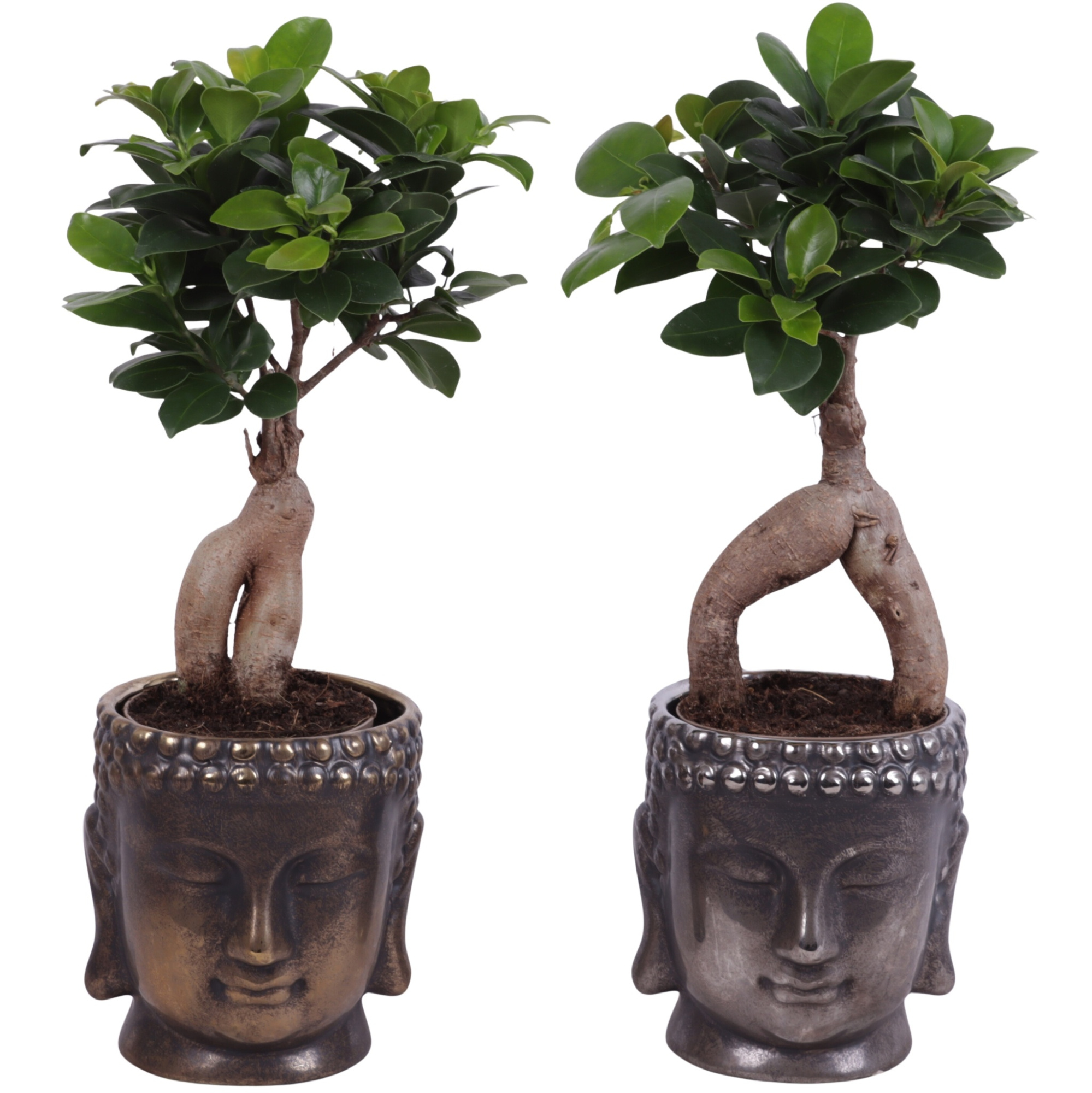 Ficus m. Ginseng Ball Shape Ø09cm in Ceramic Buddha G/S Ø12cm, D 12