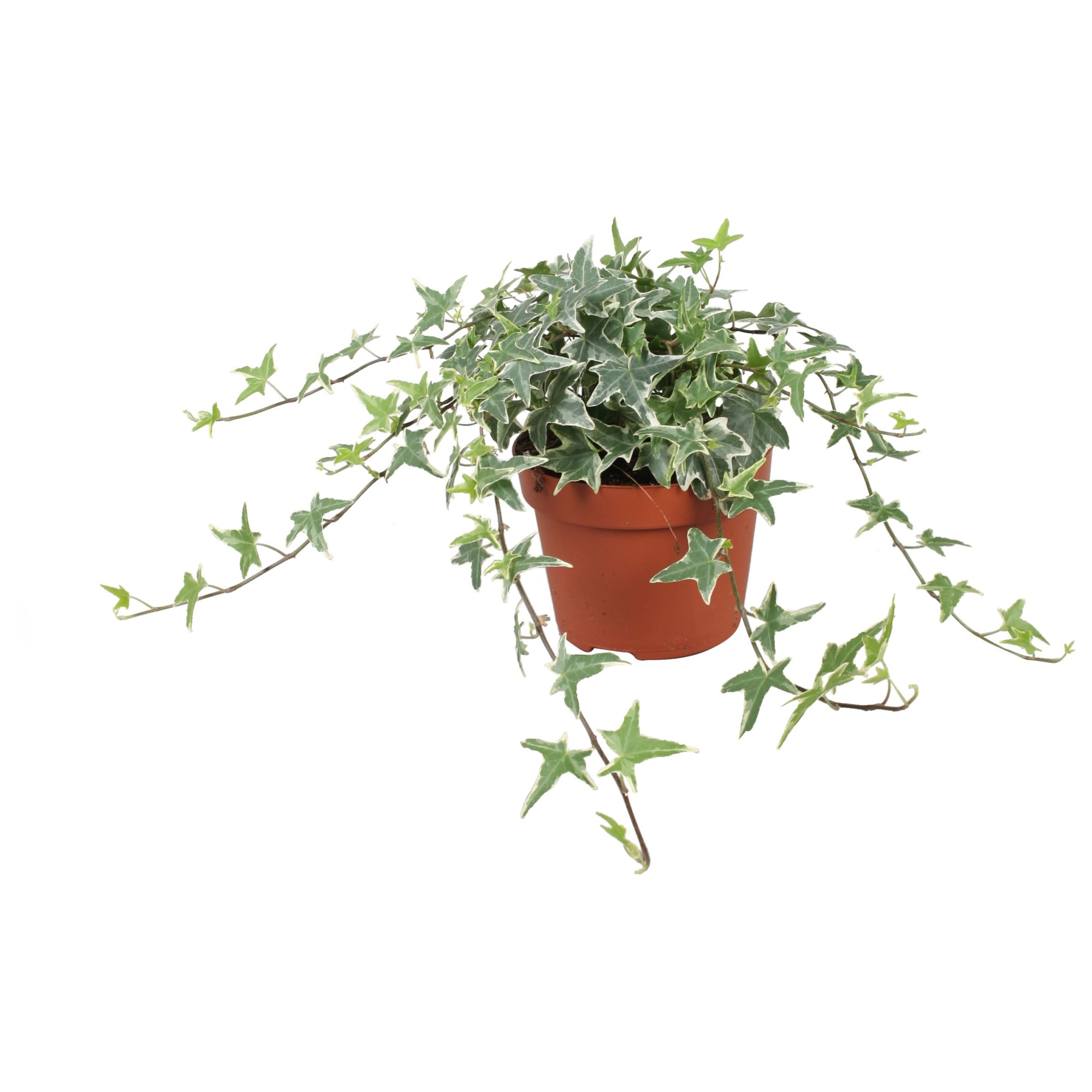 Hedera helix Mona Lisa, D 13