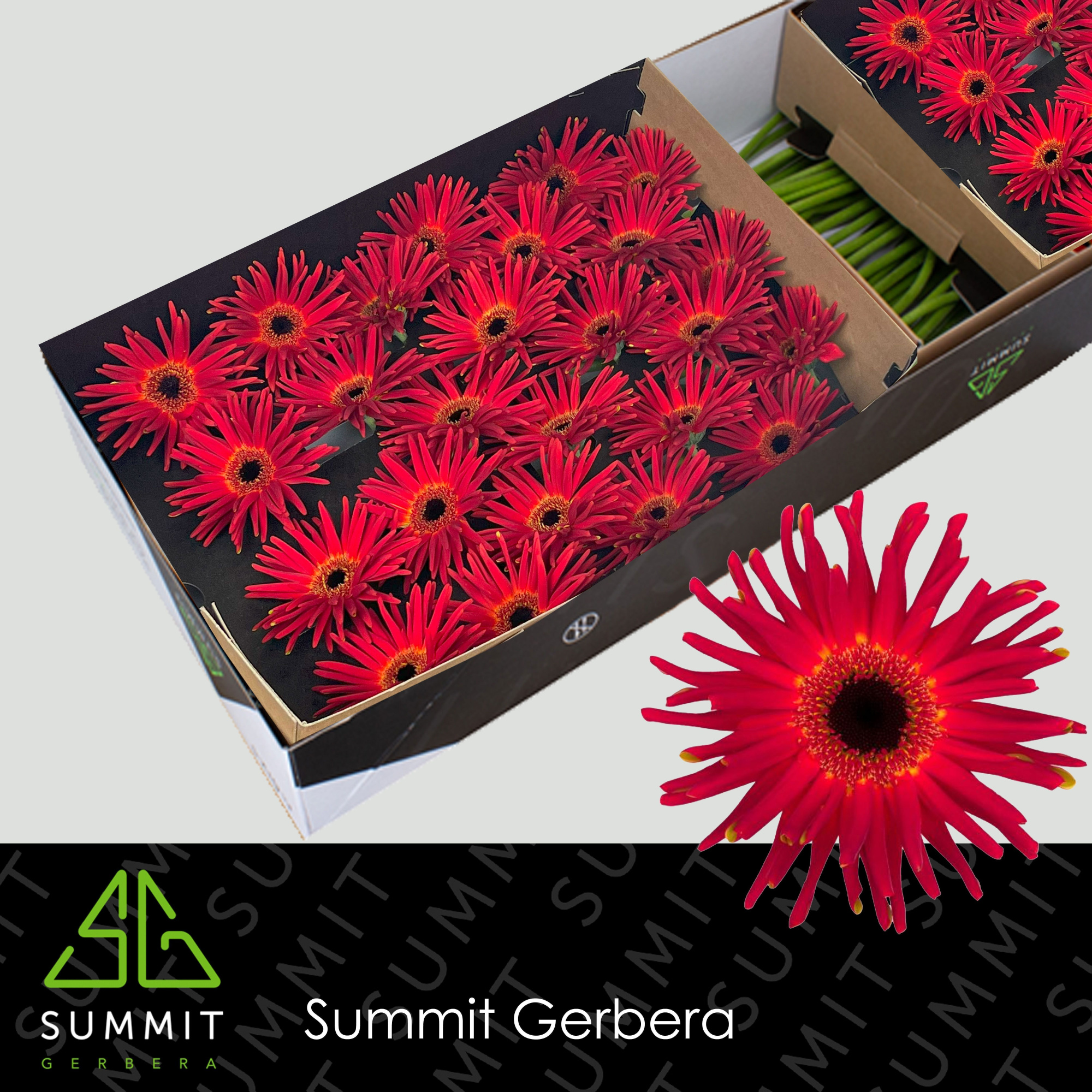 Гербера Пастини Сойри, шт.