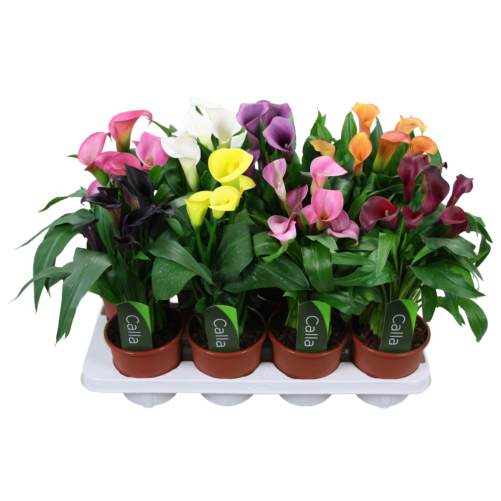 Zantedeschia gemengd Calla mix met etiket, D 13