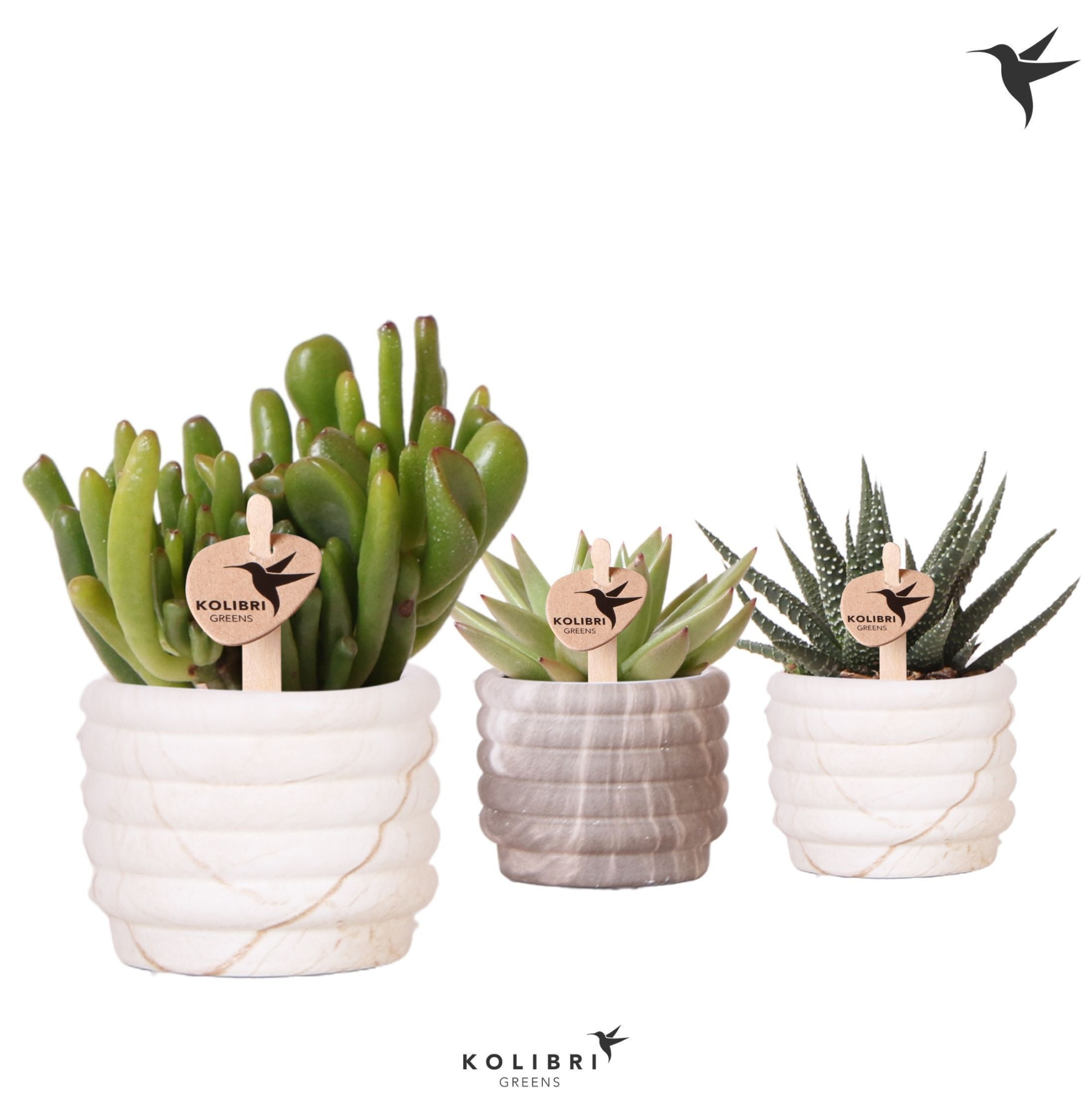 Kolibri Greens Succulenten mix in Marble pot mix, D 6 cm