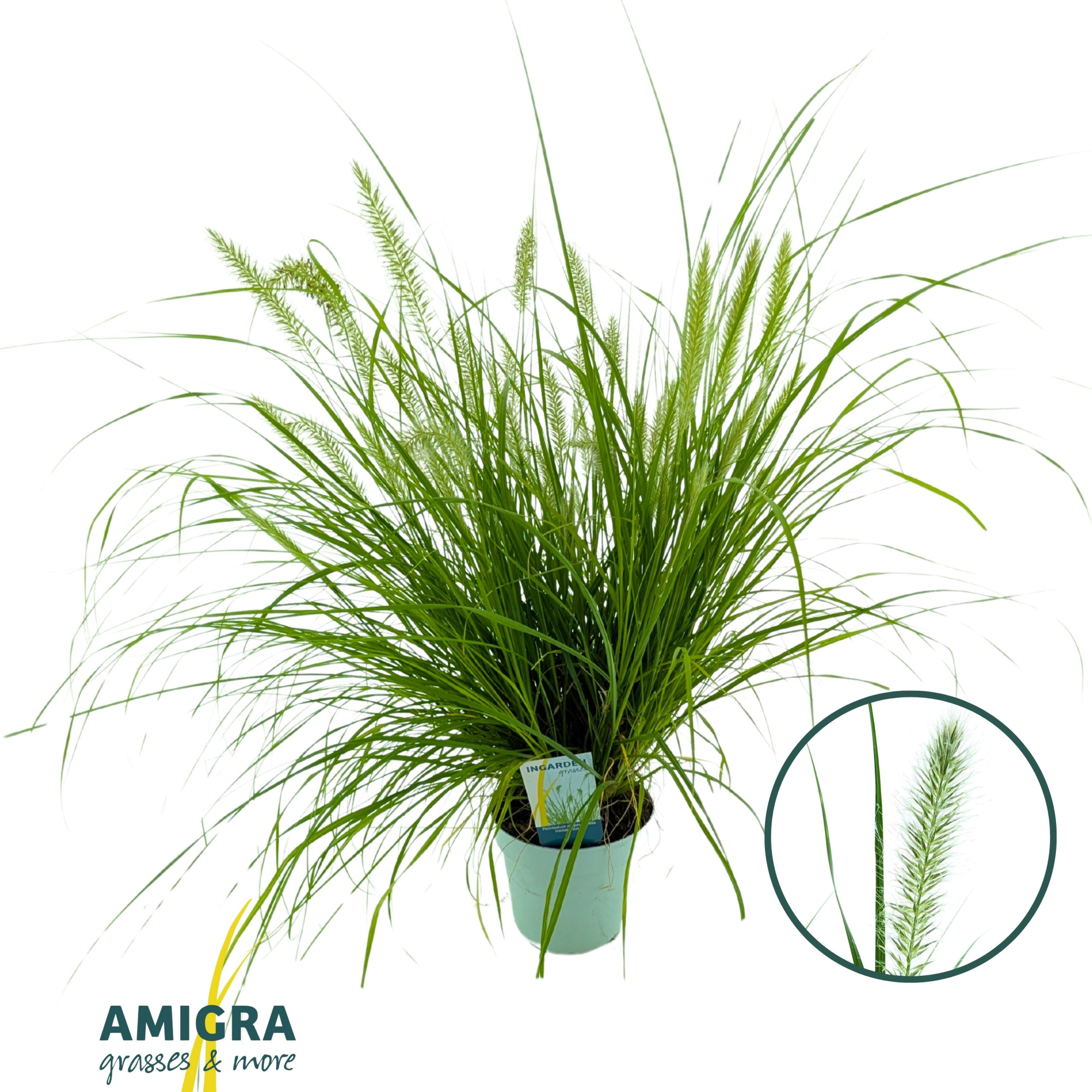 Pennisetum alopecuroides 'Hameln Gold', D 17