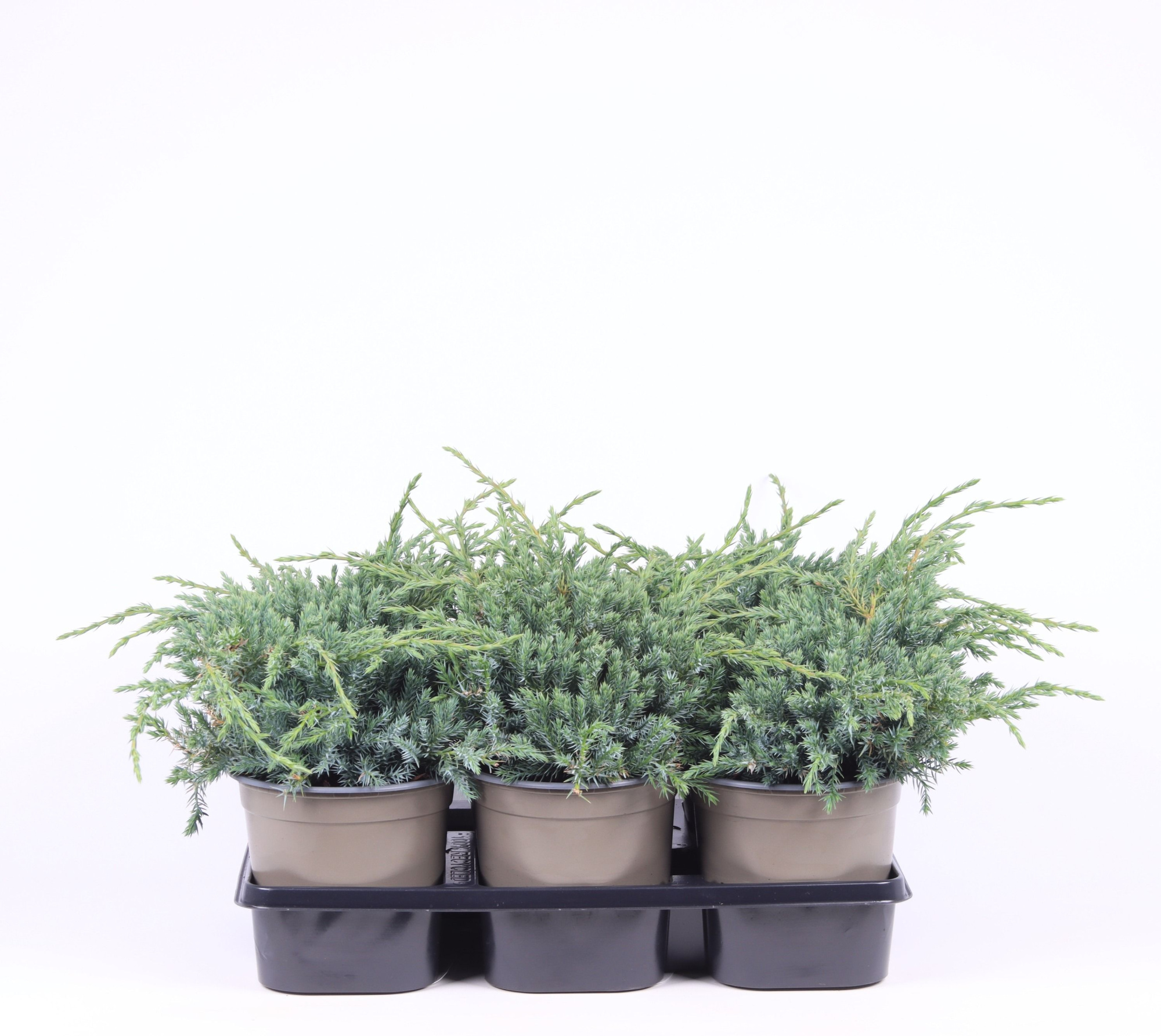 Juniperus squamata 'Blue Carpet', D 15 cm