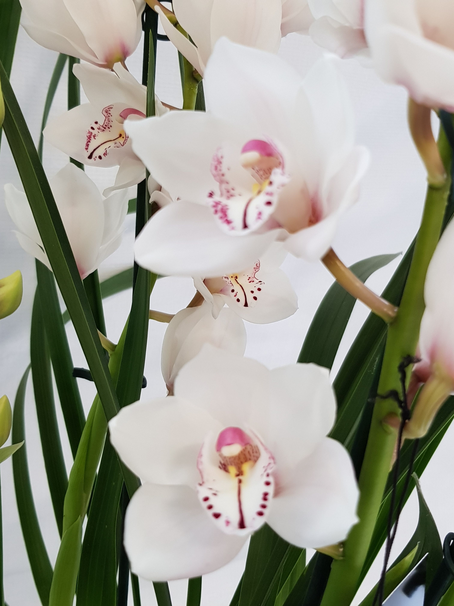 KINGofORCHIDS 3/4 tak PICO WIT, D 14 cm