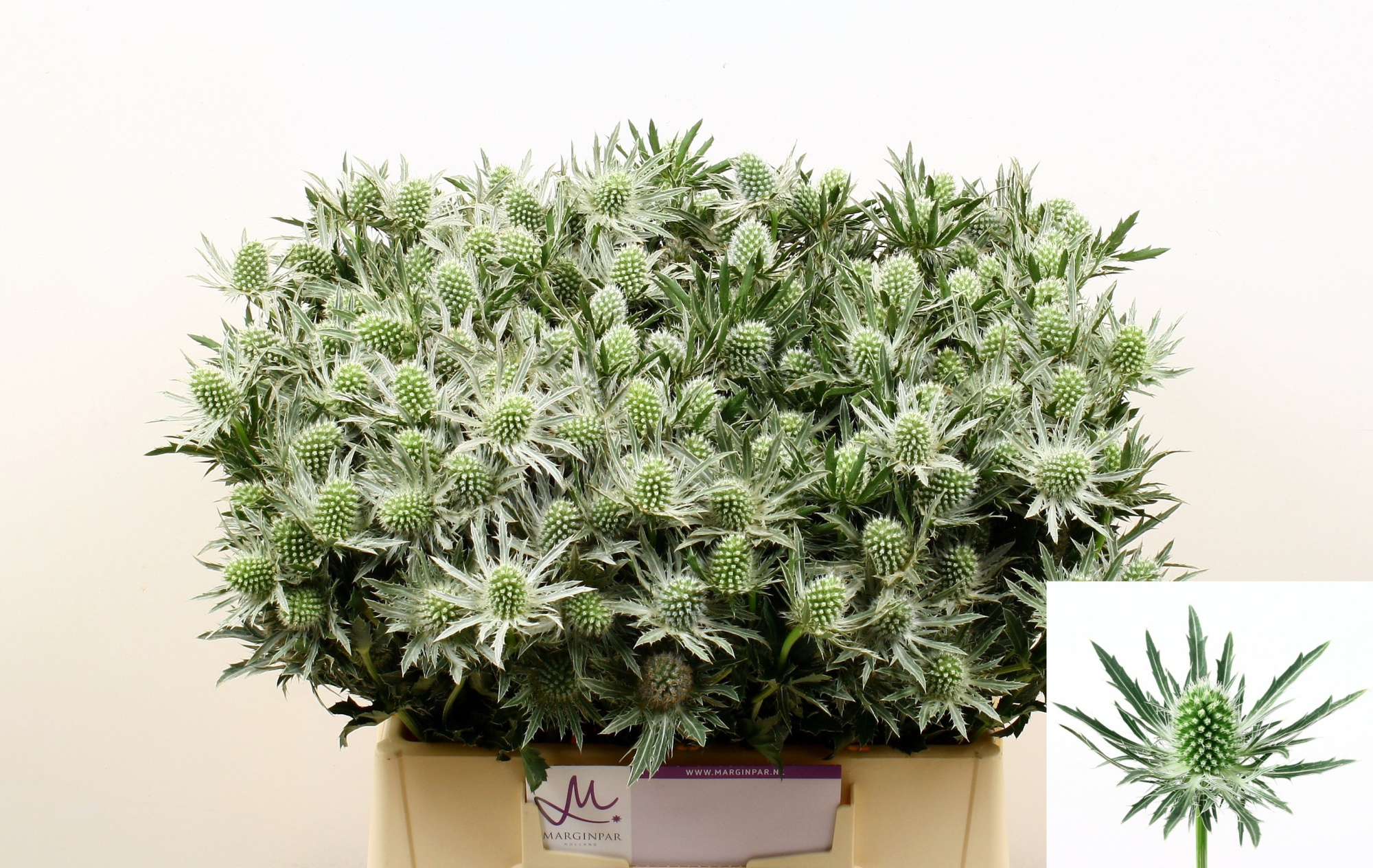 Эрингиум Сириус Кьюстар 40, шт.