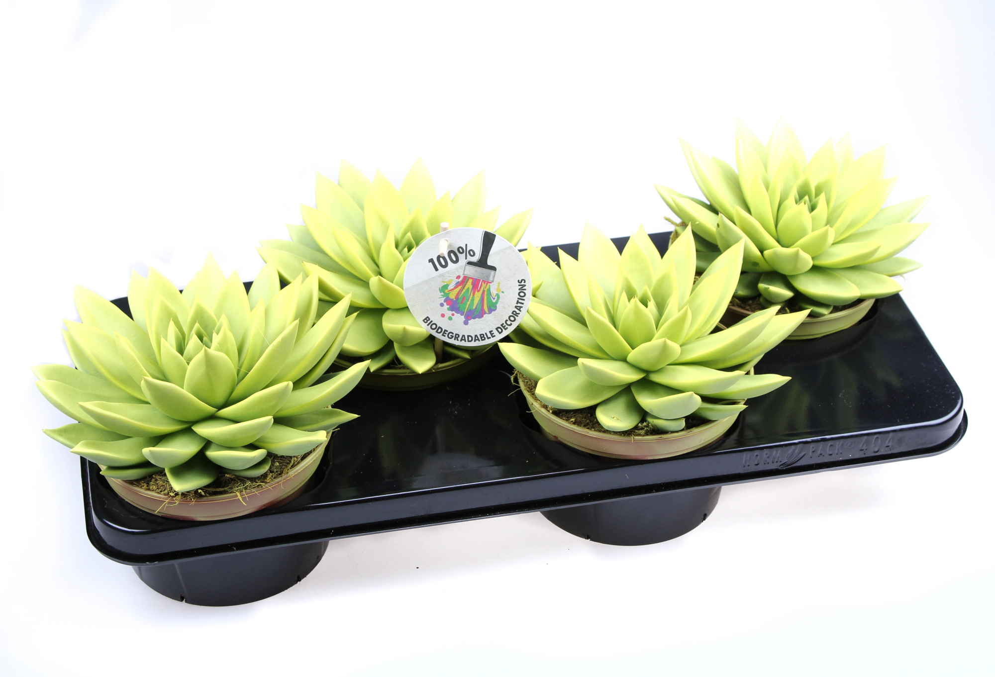 Rainbow yellow, D 15 cm