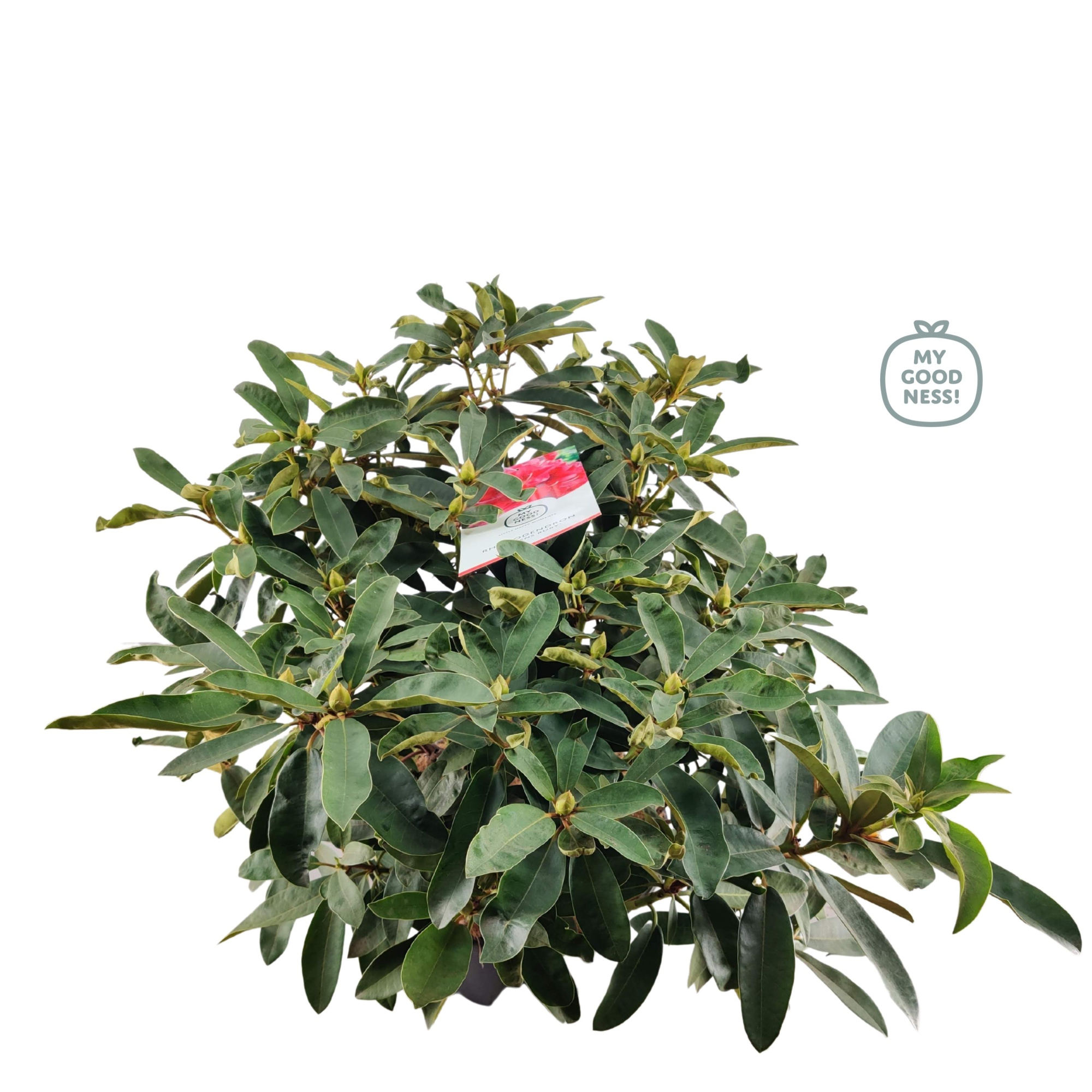 Rhododendron 100cm /25 liter 'Marcel Menard', D 38