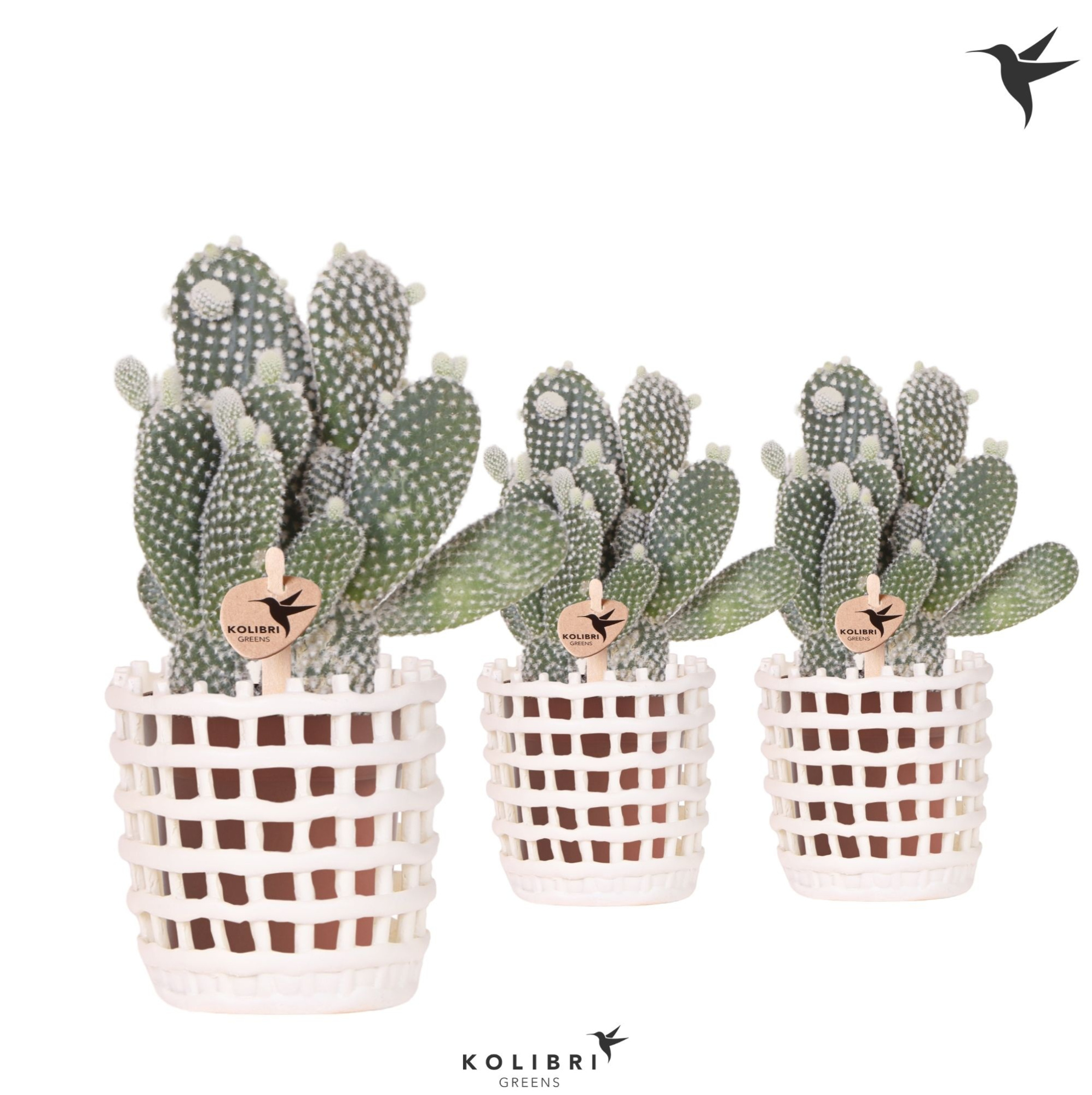 Kolibri Greens Opuntia white in Mesh pot white, D 9 cm