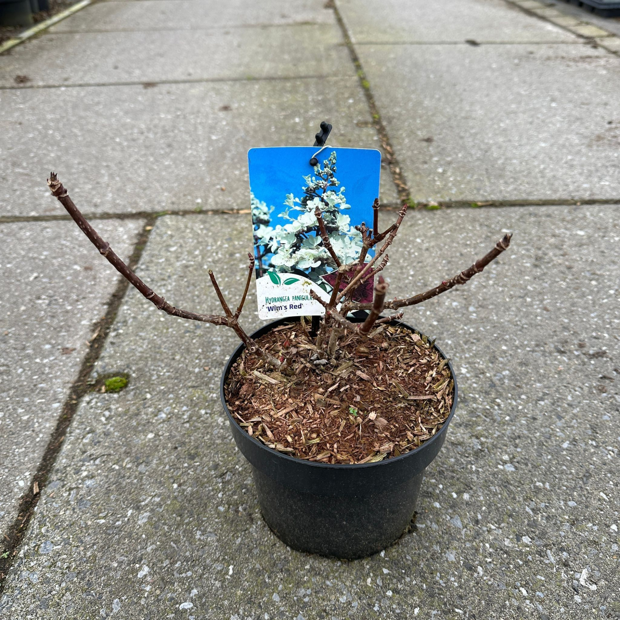 Hydrangea pan. ‘Wim's Red’ PBR, D 17 cm