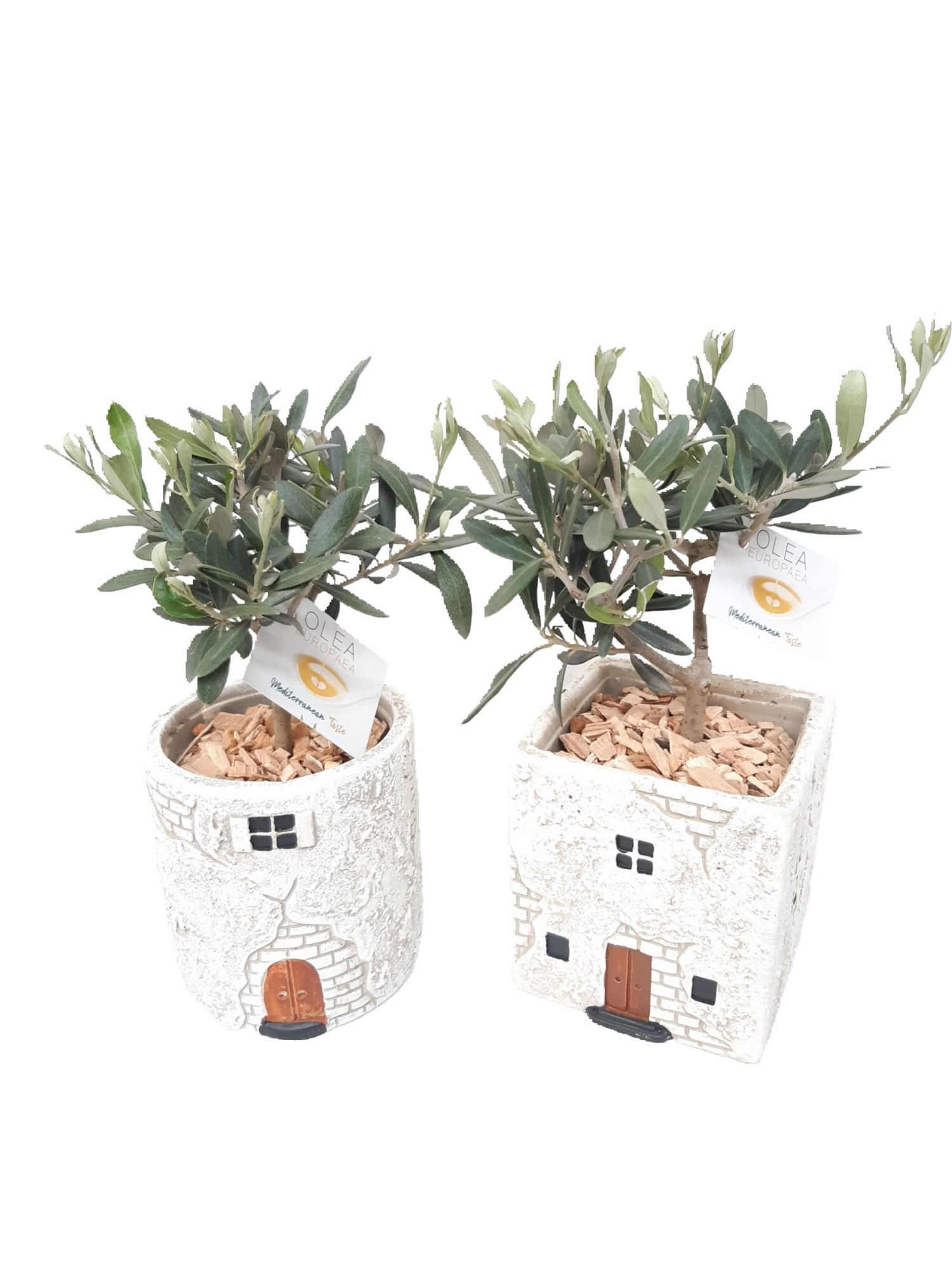 CASA A11OLE Casa Antiguo Olea Europaea, D 11 cm