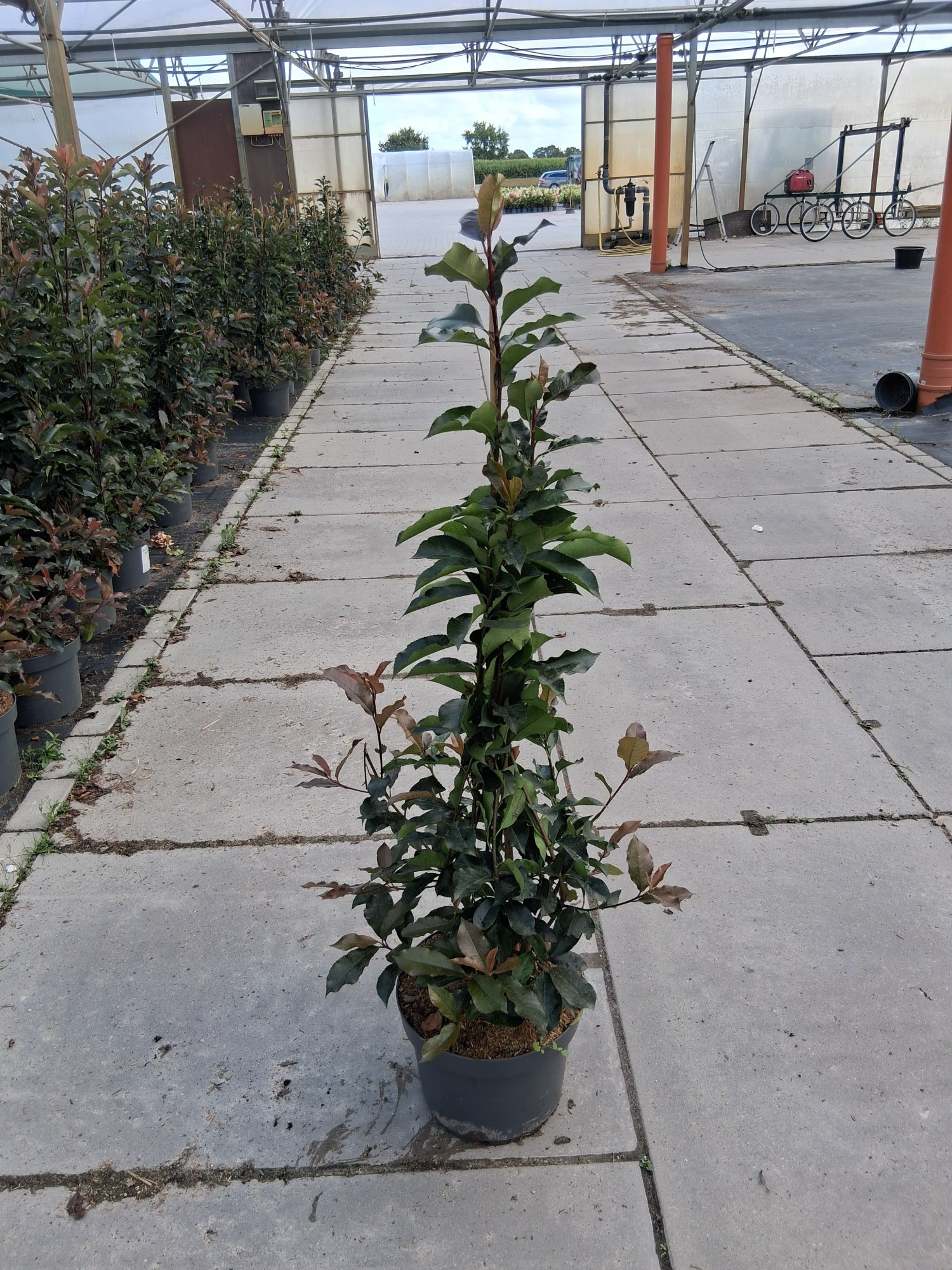 Photinia fra. 'Magical Volcano', D 29 cm