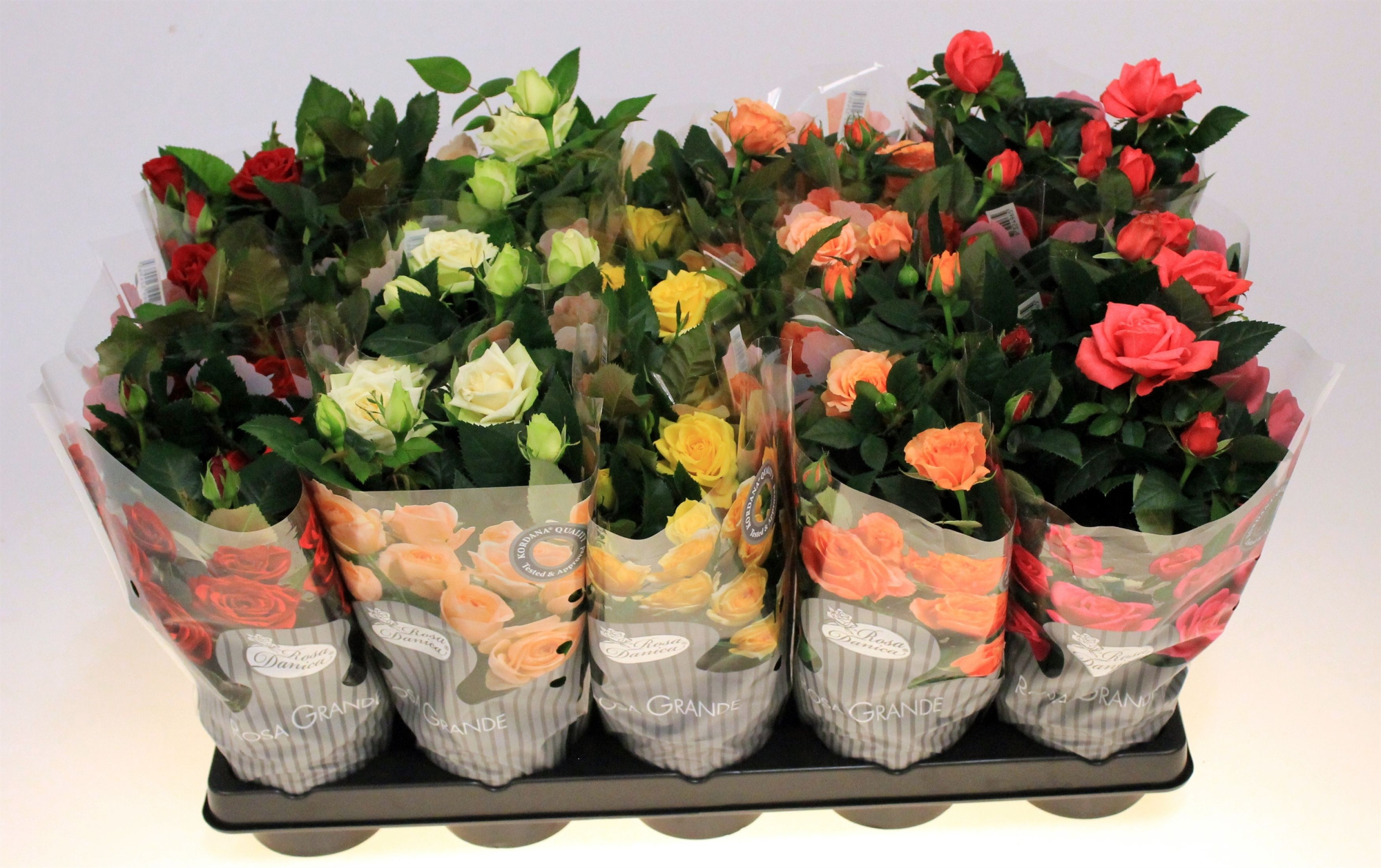 Rosa gemengd Kordana Grande (Grootbloemig), D 10,5 cm