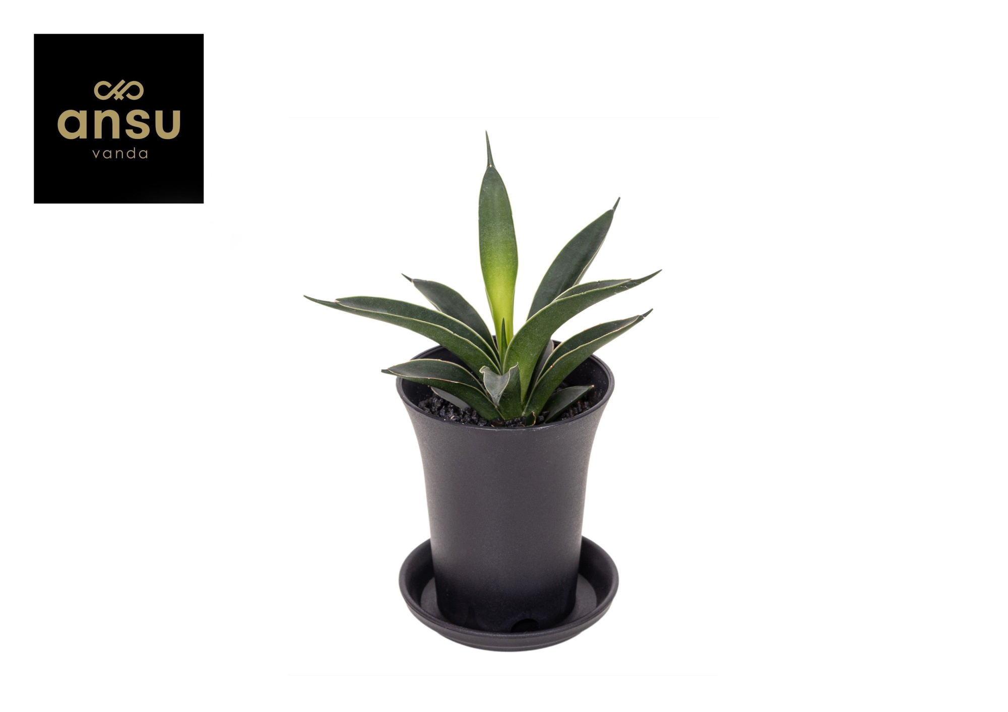 Sansevieria Comet Amazon Green in sierpot, D 7,5 cm