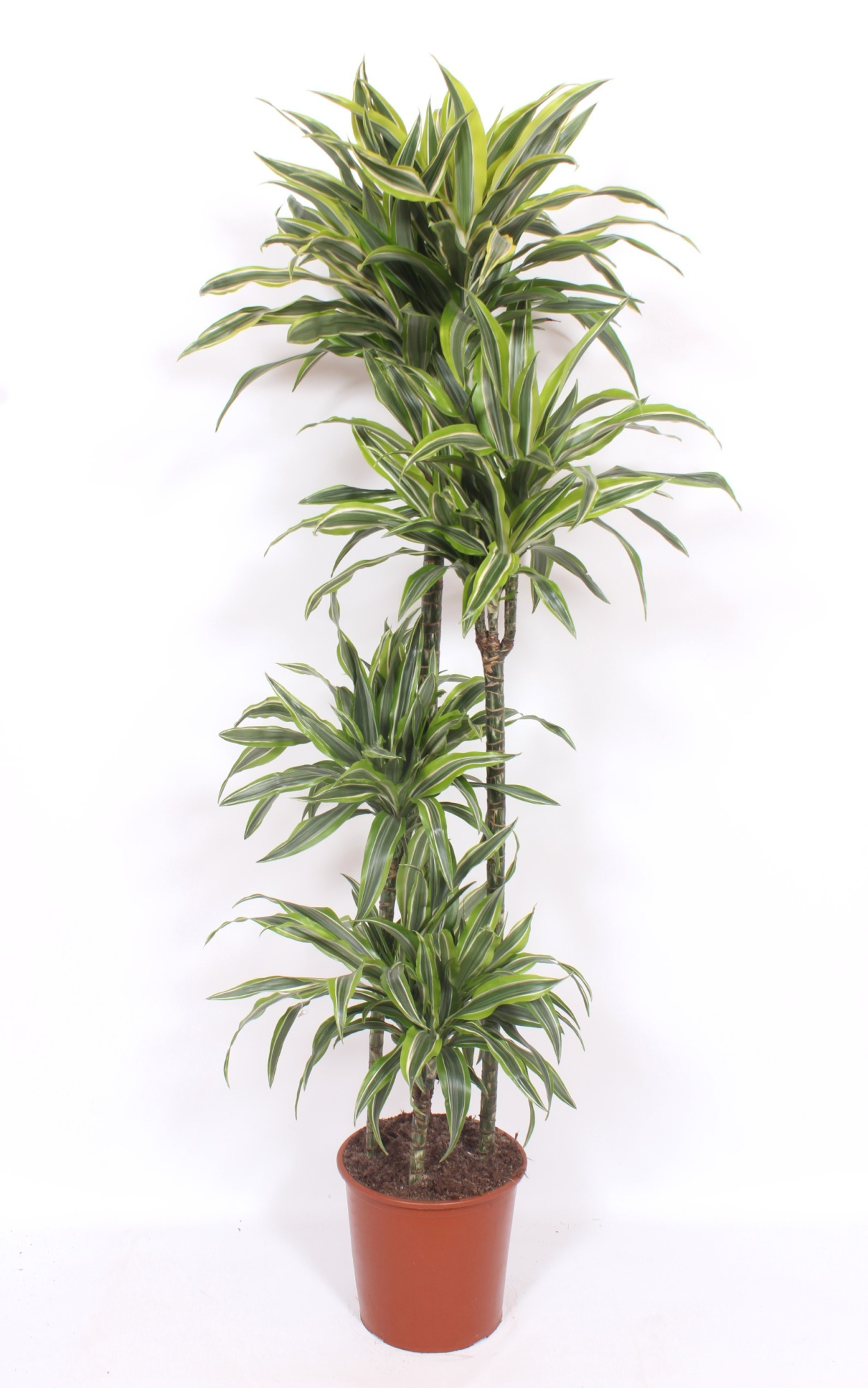 Dracaena Lemon Lime 120-90-60-30, D 27 cm