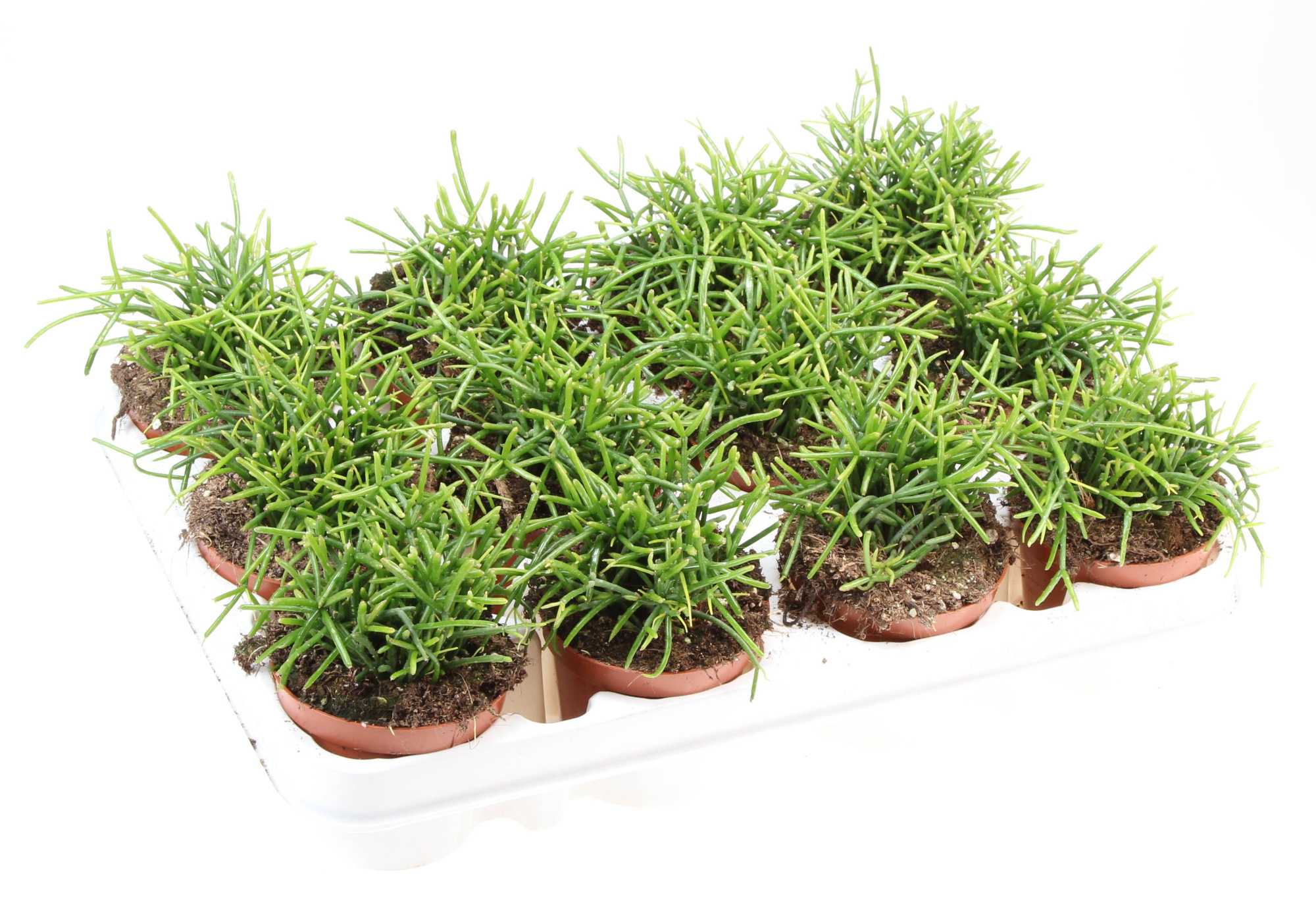 Rhipsalis cassutha oasis, D 8,5 cm