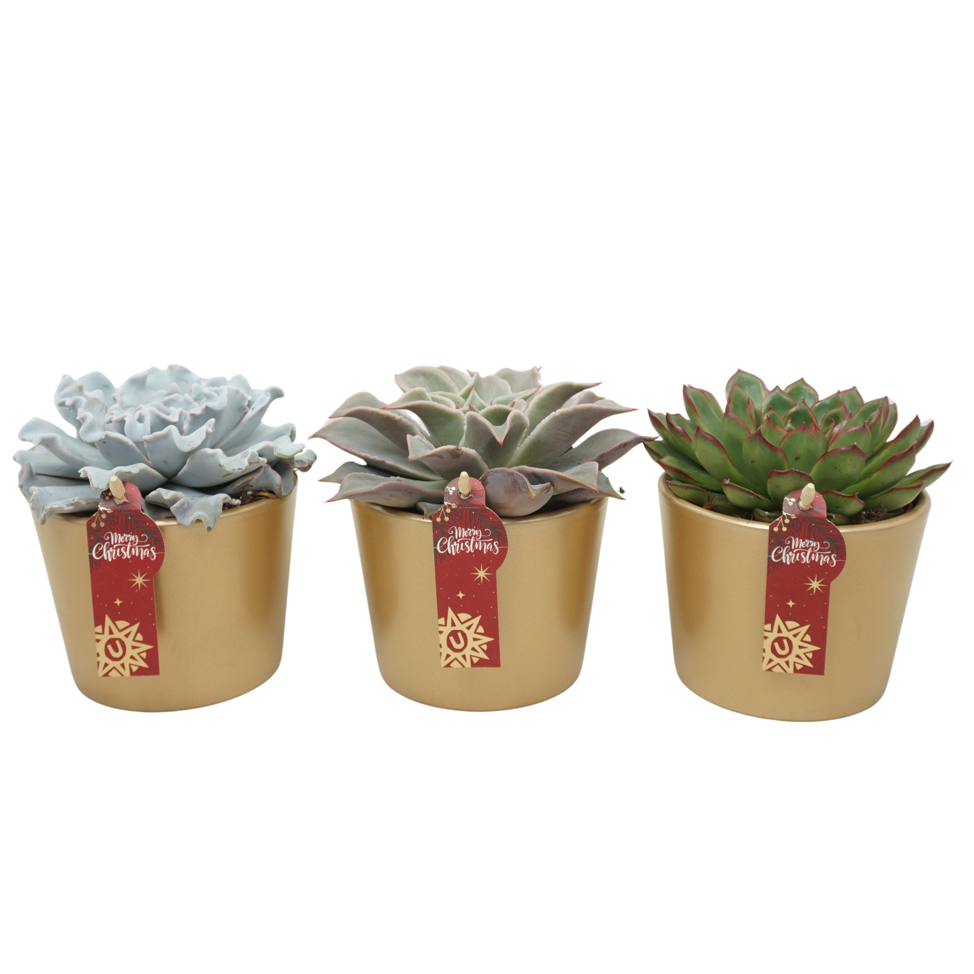 Echeveria mix in 12 cm Gouden Kerst pot, D 10,5