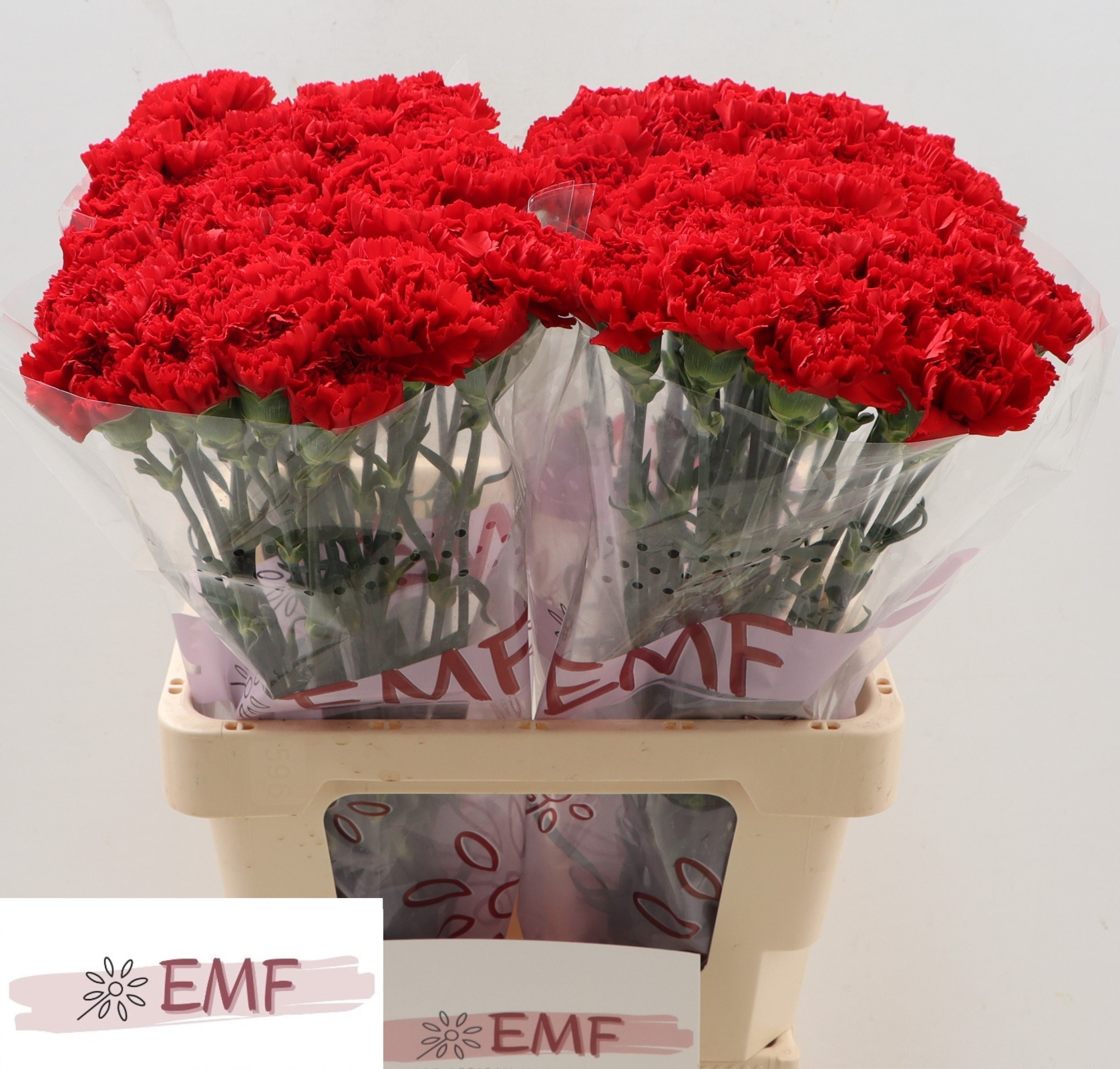 Диантус од. Дон Педро, шт.