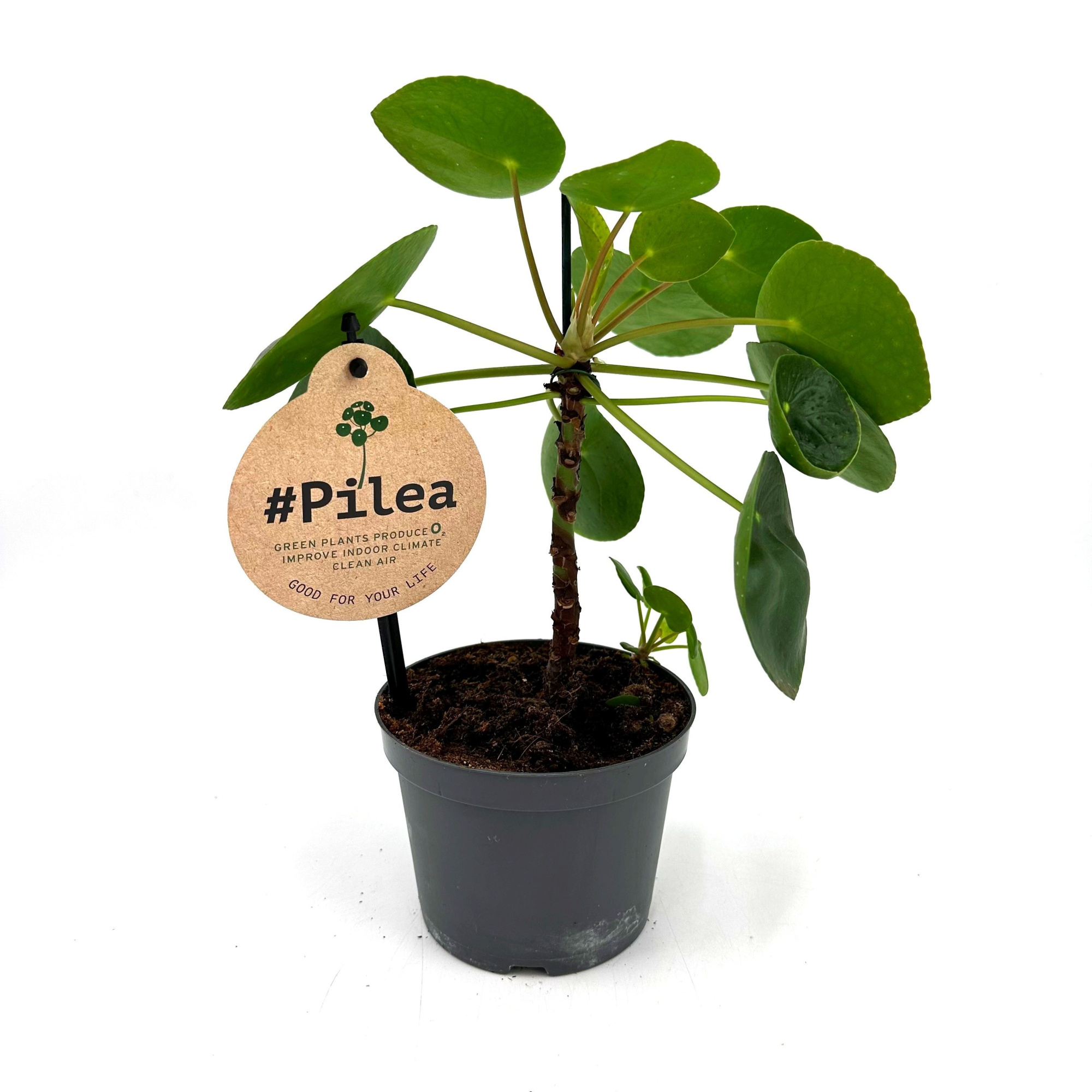 Pilea Peperomioides w/stem, D 12 cm