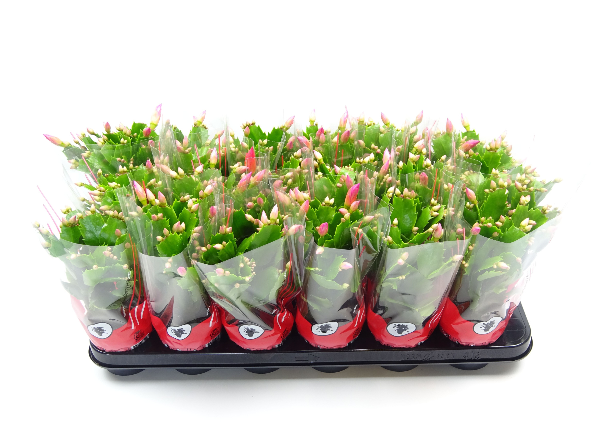 Schlumbergera 9 cm rose, D 9 cm