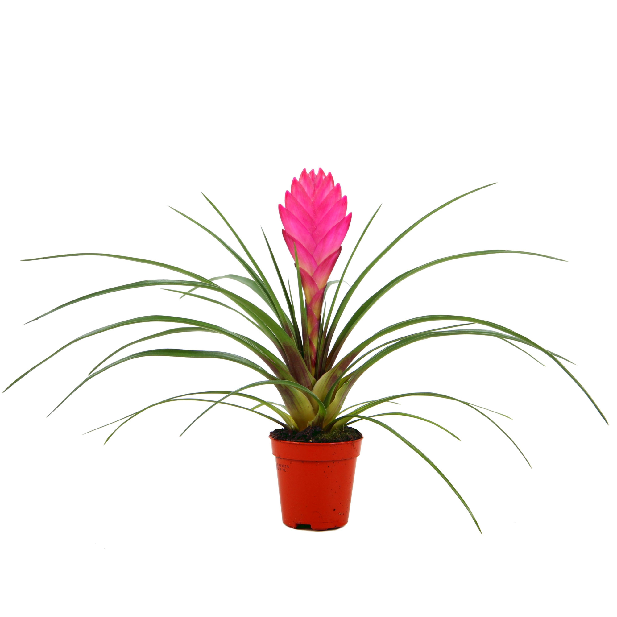 Tillandsia Cyanea, D 5,5