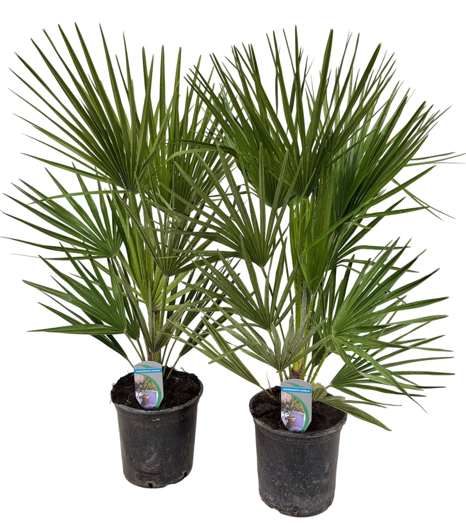 Chamaerops humilis P18, D 18 cm