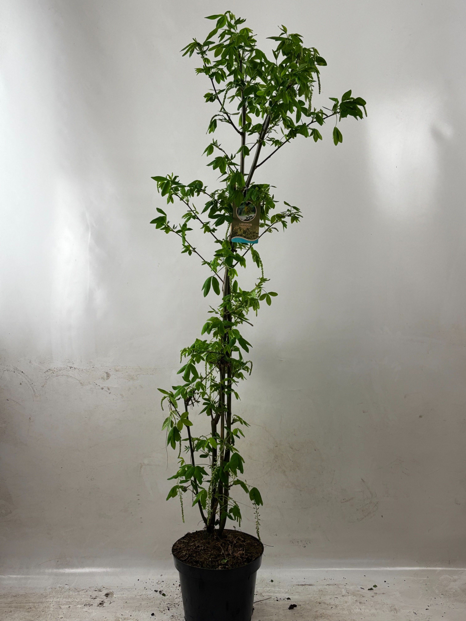 Laburnum wat. 'Vossi' 150-, D 31