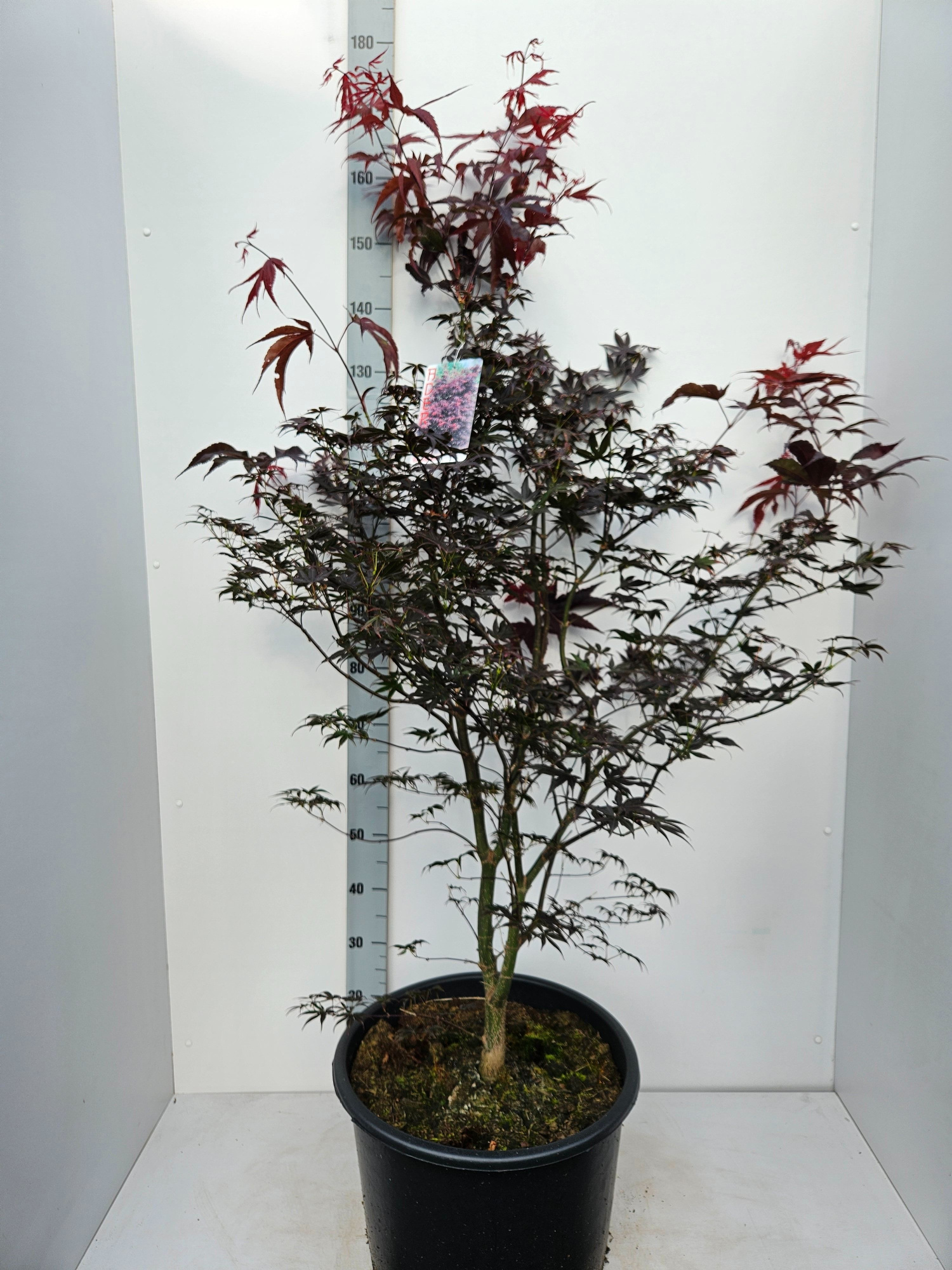 Acer palmatum 'Bloodgood', D 43 cm