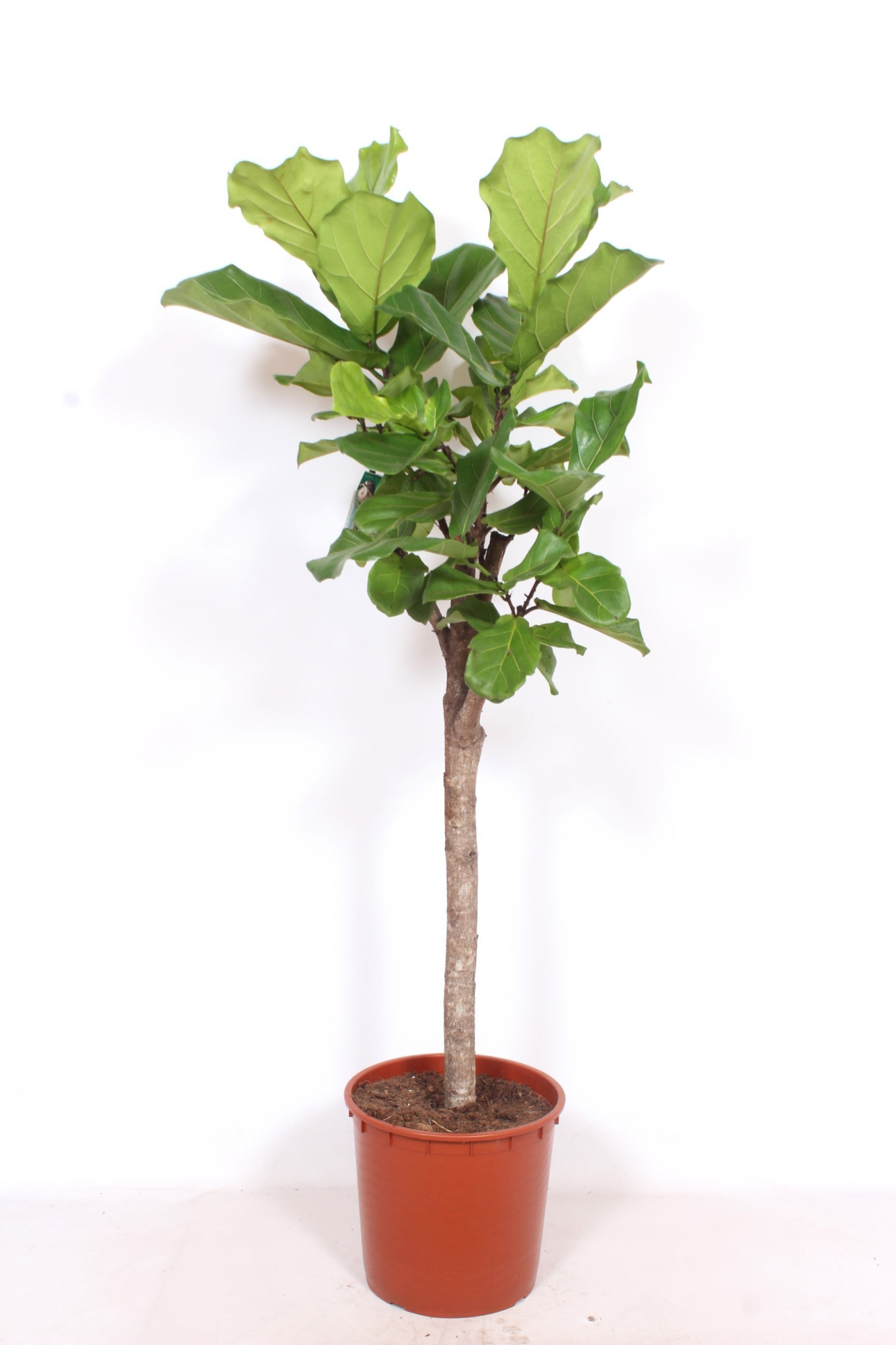 Ficus lyrata, D 34 cm