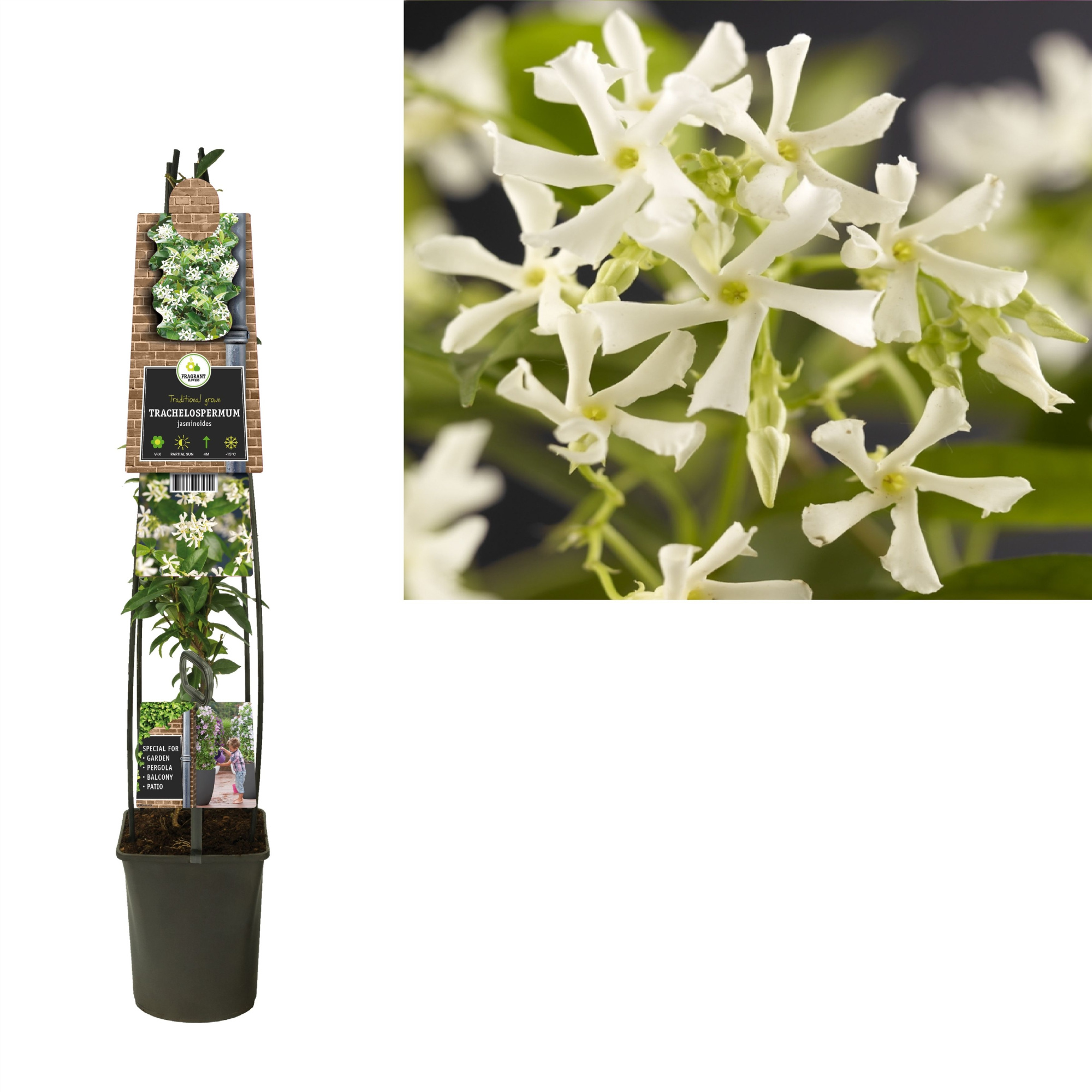 Trachelospermum jasminoides +3.0 label, D 23 cm