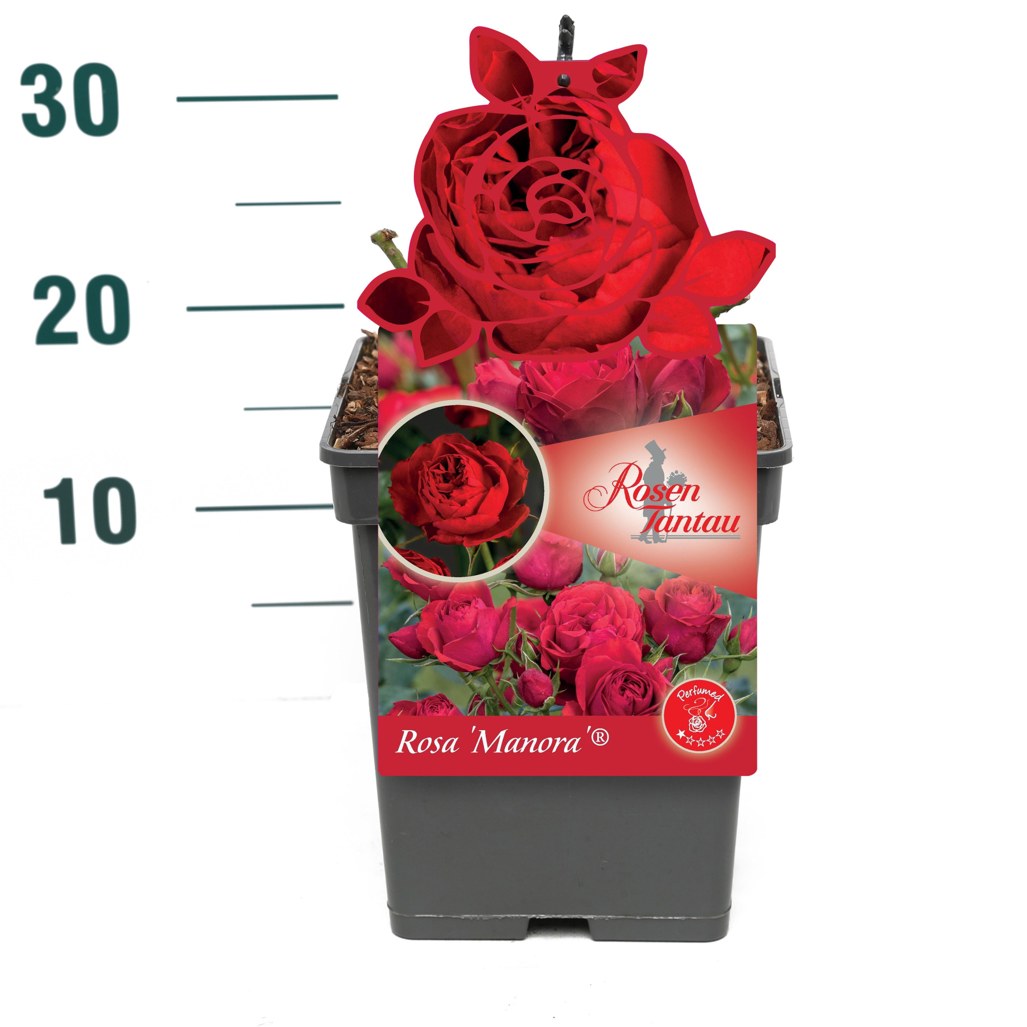 Rosa 'Manora' - Struik - VP5 - Tantau Premium, D 23